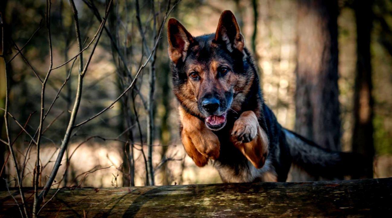 1297x721 Dogs Jumping Background Wallpaper. HD Wallpaper Gallery