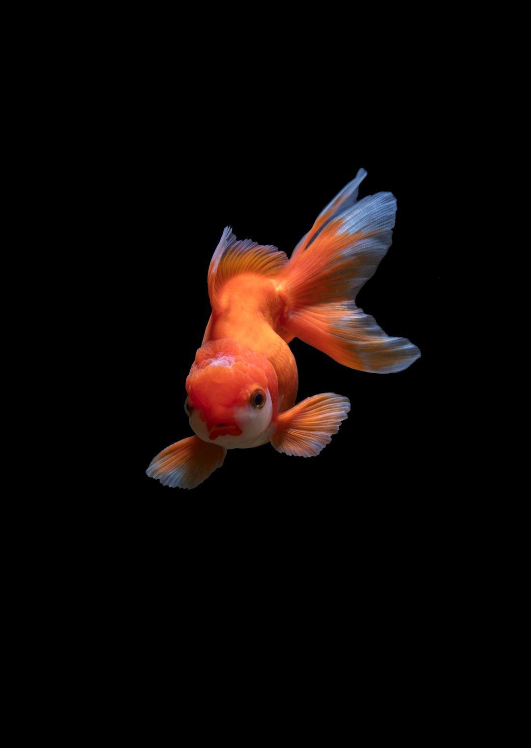 Goldfish HD Wallpapers - Top Free Goldfish HD Backgrounds ...