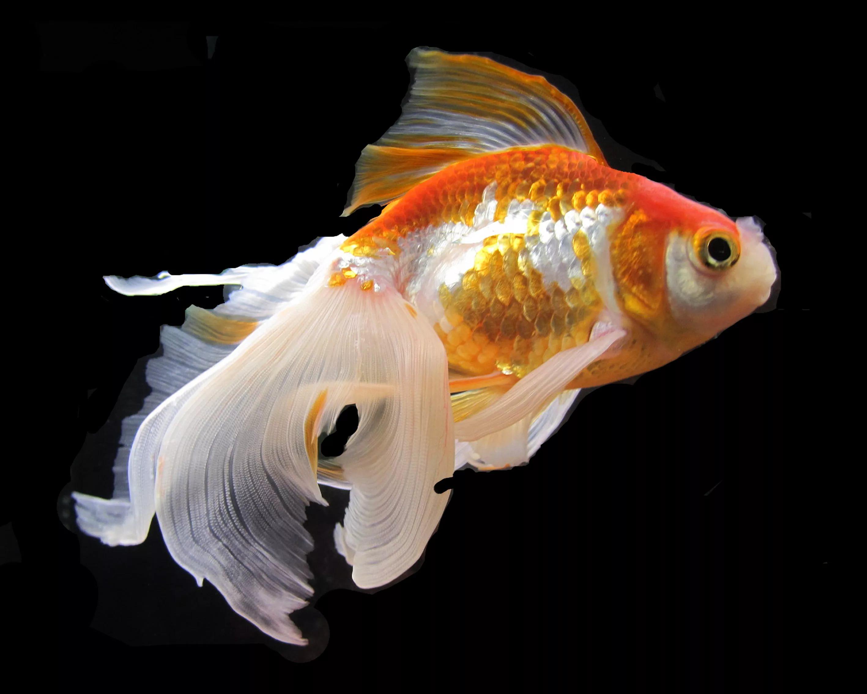 Goldfish HD Wallpapers - Top Free Goldfish HD Backgrounds - WallpaperAccess