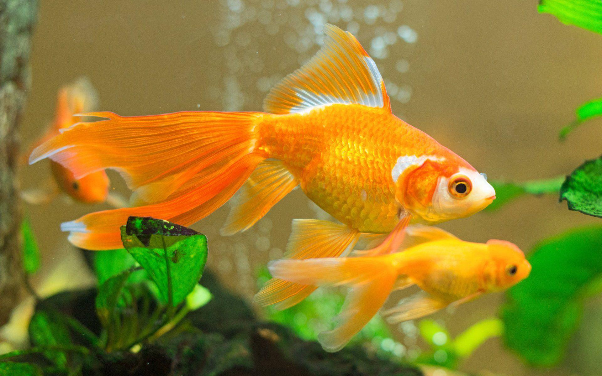 1920x1200 Goldfish HD