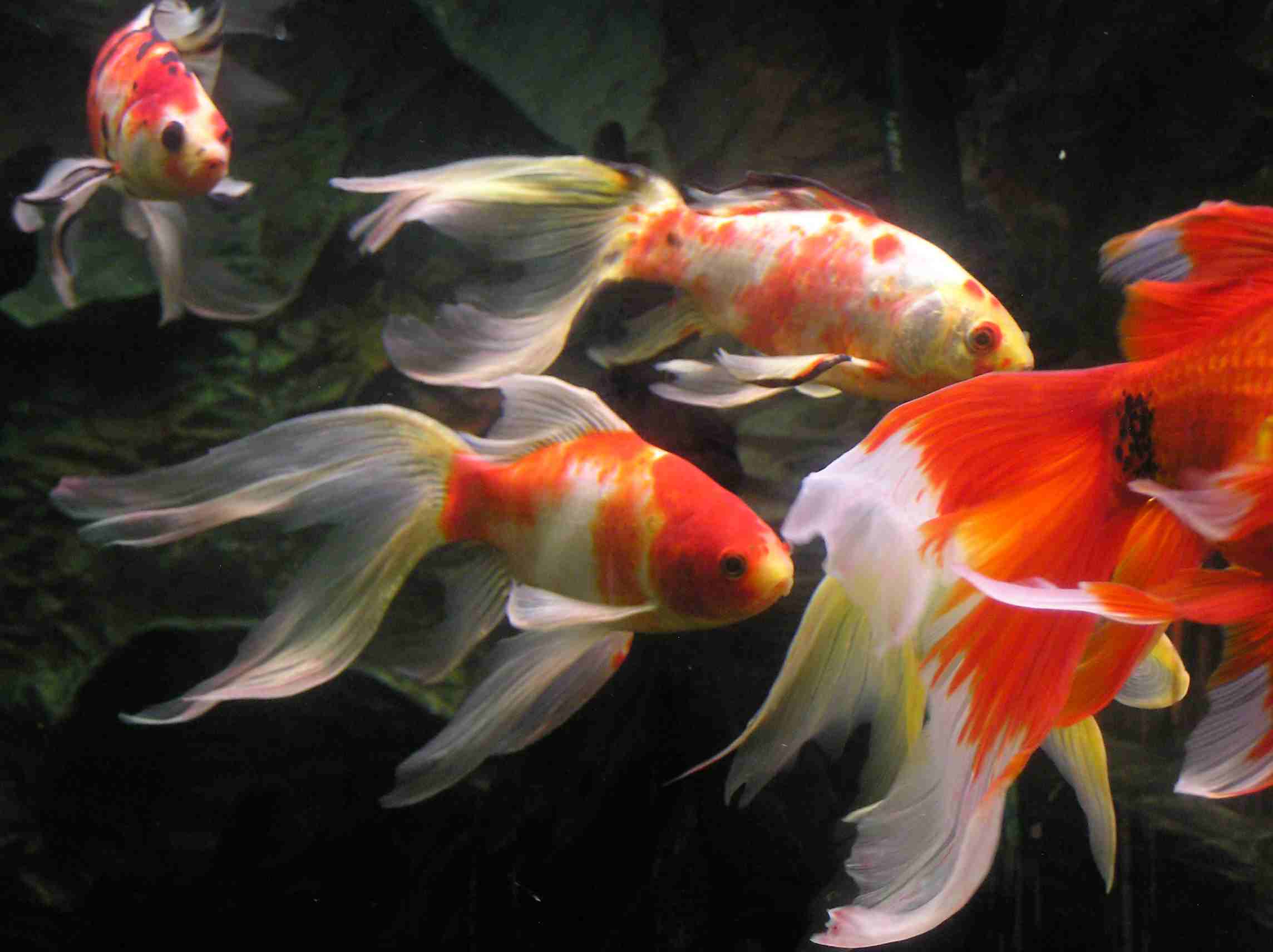 Goldfish HD Wallpapers - Top Free Goldfish HD Backgrounds - WallpaperAccess