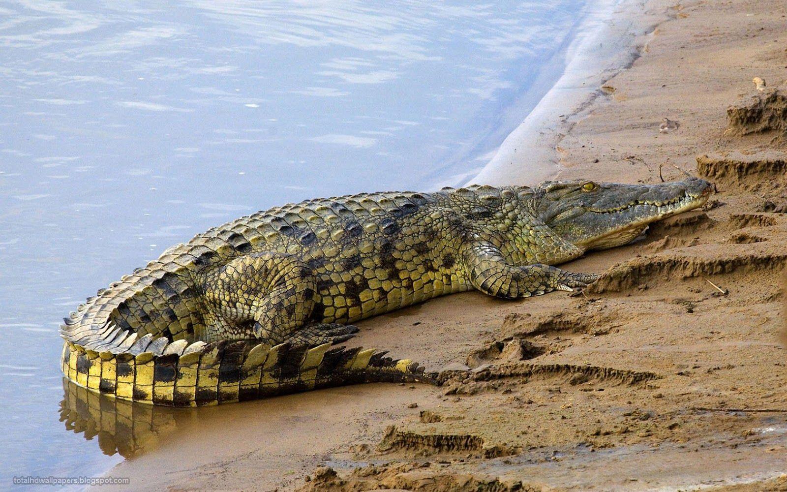 1600x1000 Nile River Crocodile Egypt HD Wallpaper