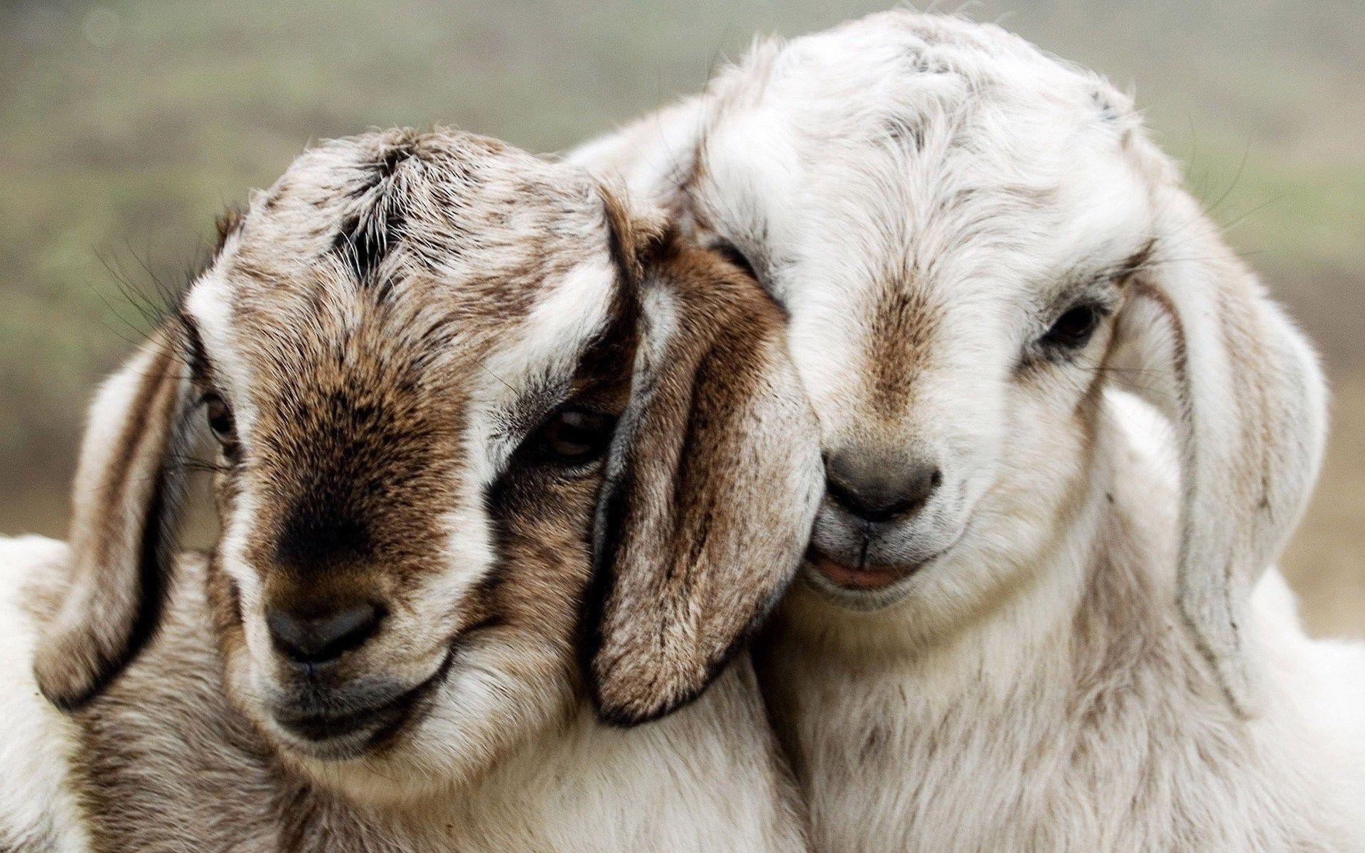1920x1200 Baby Goat Wallpaper