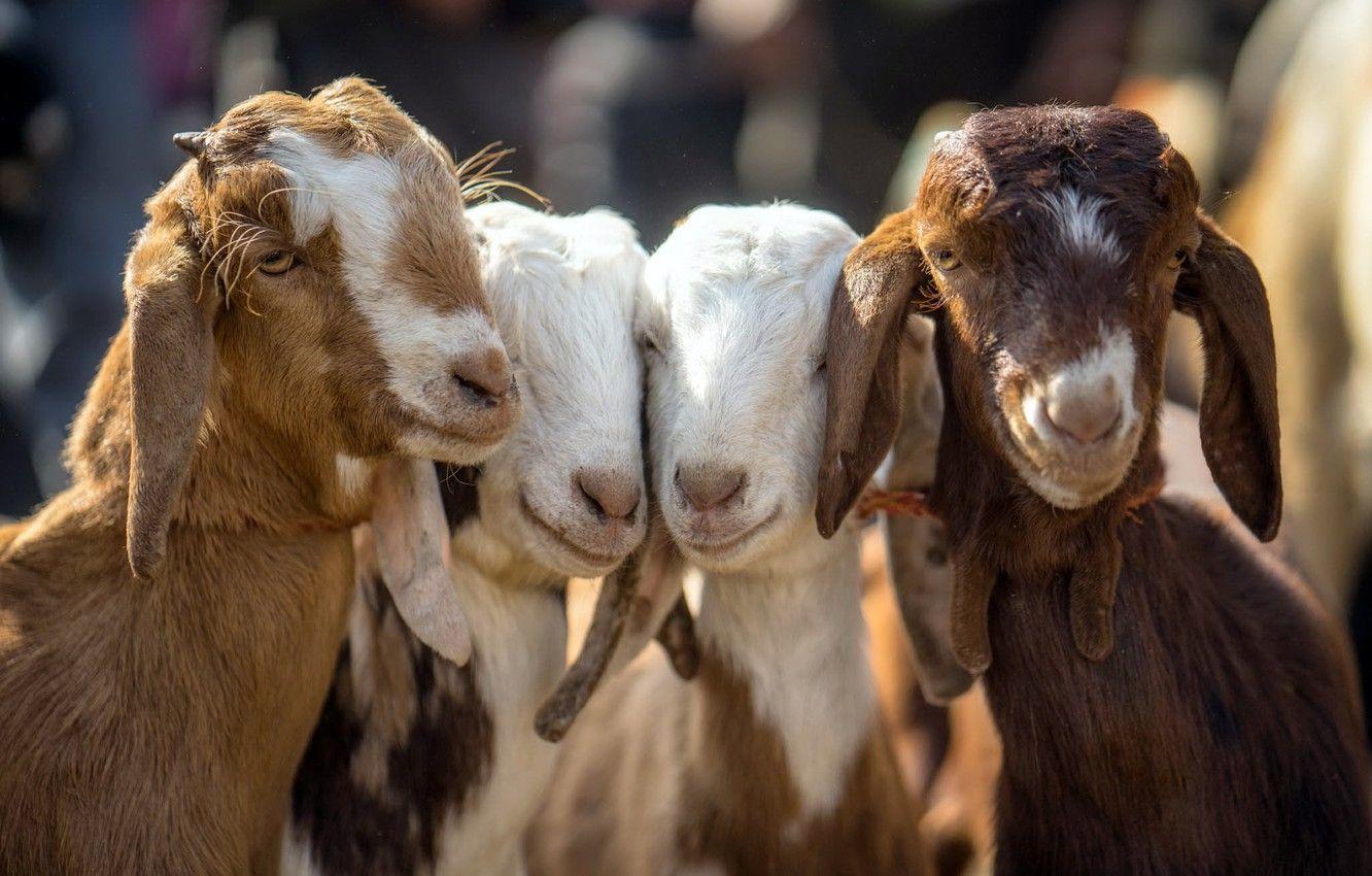 1332x850 Baby Goat Wallpaper