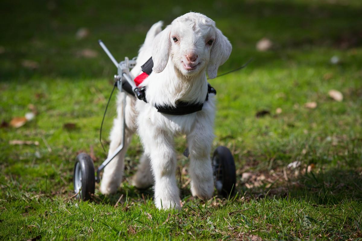 1200x800 This Baby Goat Is So Happy With His New Wheelchair, And We Just Can'T