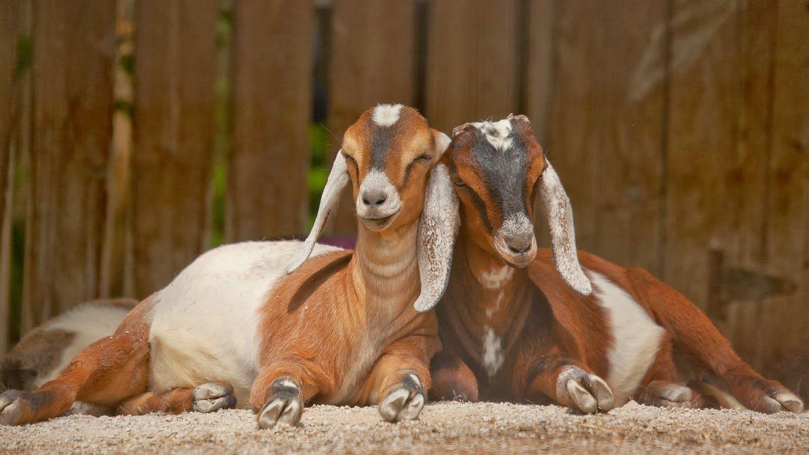 1600x900 Beautiful Animal Goat Wallpaper HD Desktop Wallpaper HD Wallpaper & Background Download
