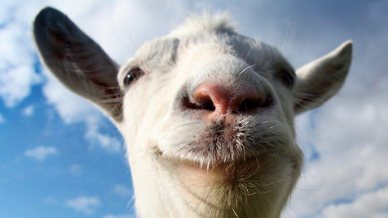 1280x720 Goat Wallpaper