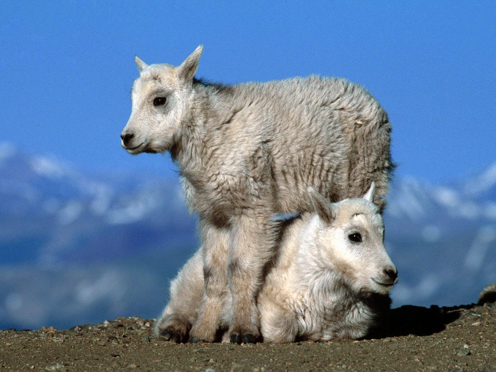 1600x1200 Two baby goats desktop PC and Mac wallpaper