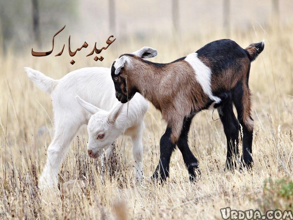 1024x768 ready animals. Baby goats, Goat picture, Goats