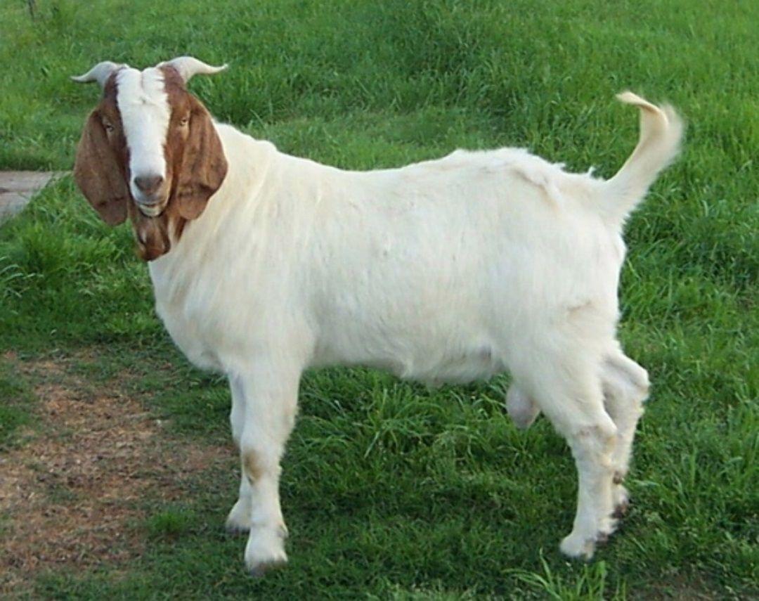1080x855 Cute Baby Goat wallpaper Full HD p Goat Wallpaper HD, Desktop Background 1080x855
