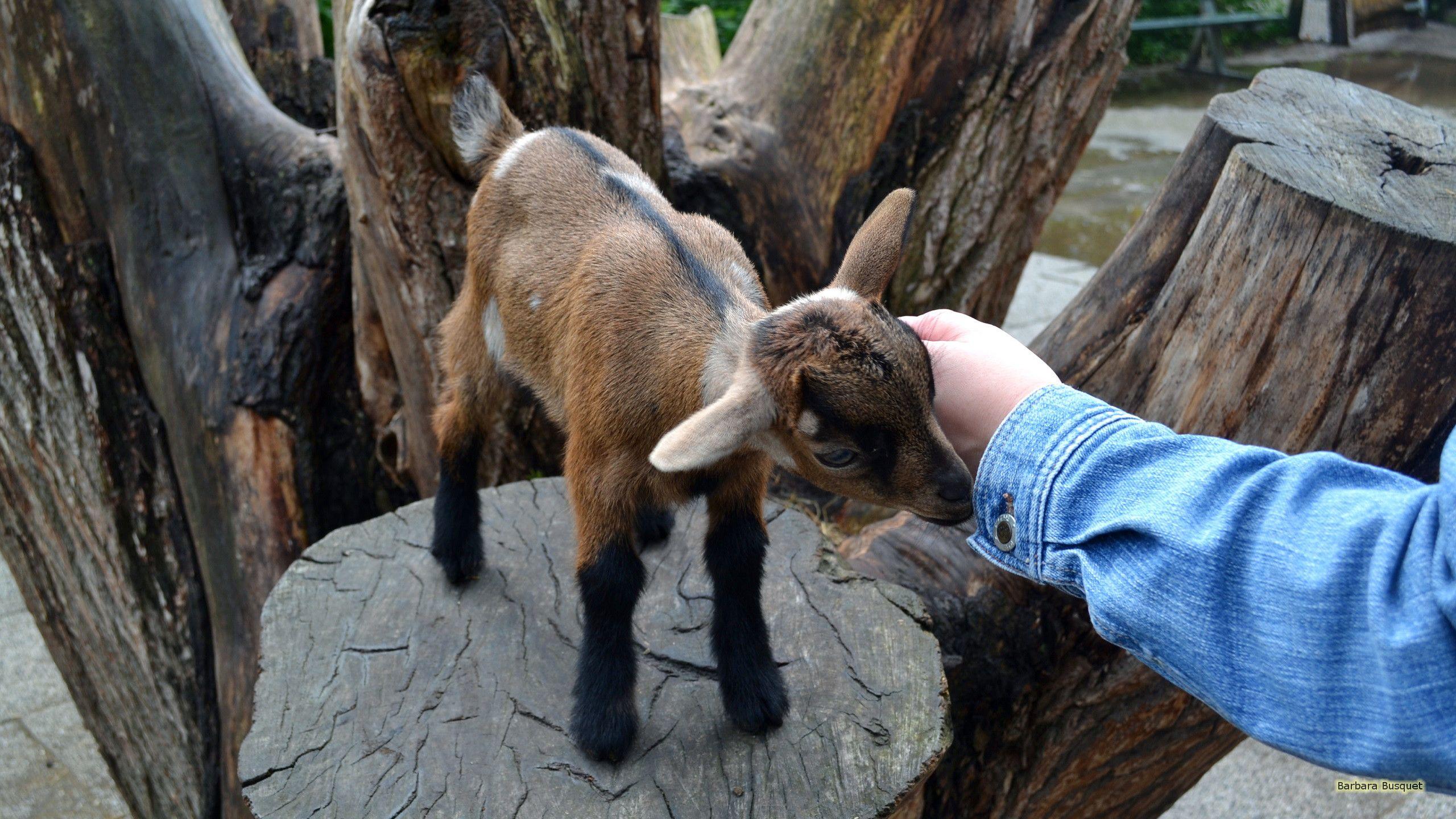 2560x1440 Goat Wallpaper