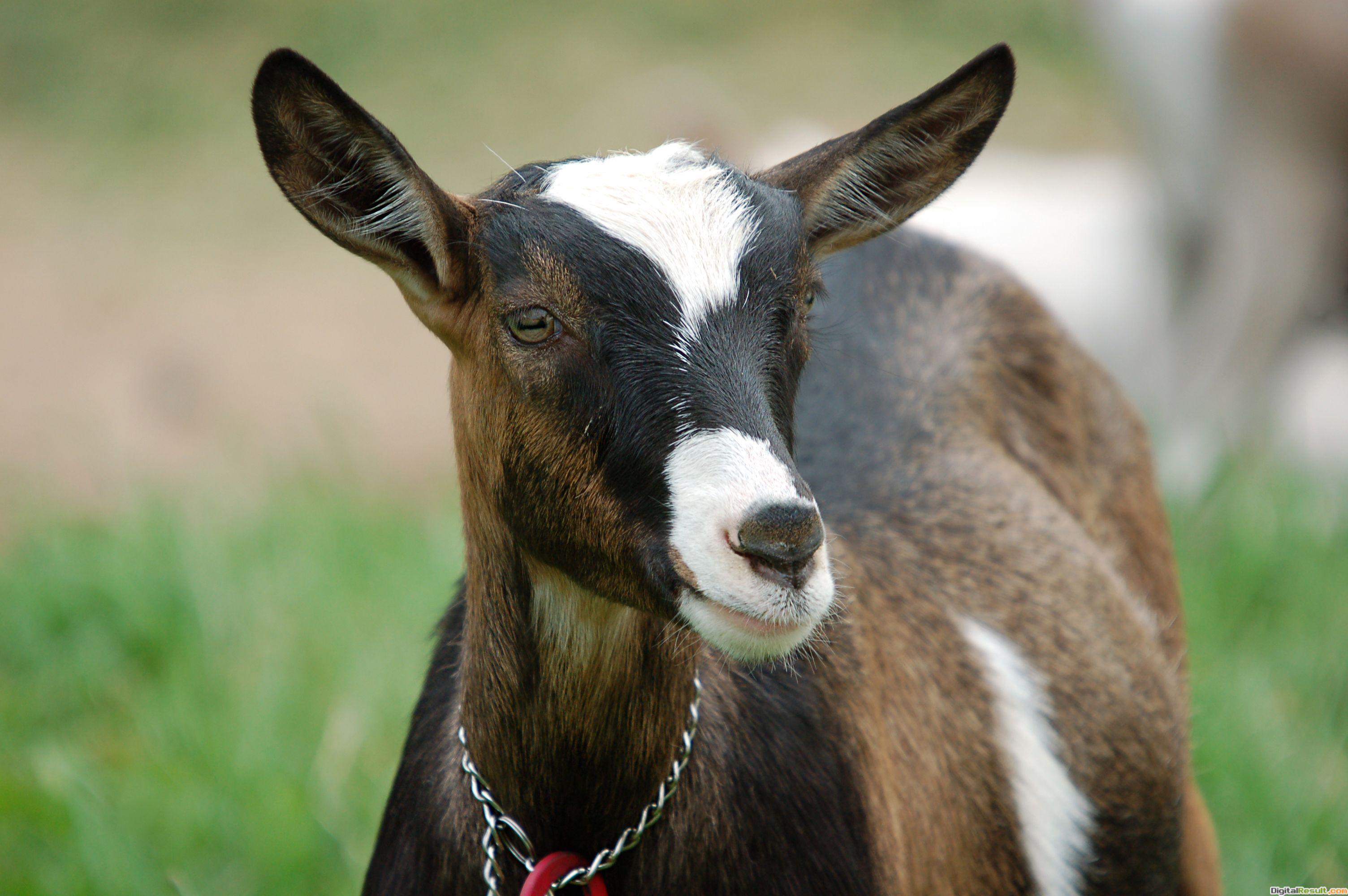 3008x2000 goat white black and brown baby goats qurbani goat goats HD wallpaper - Goats HD Wallpaper