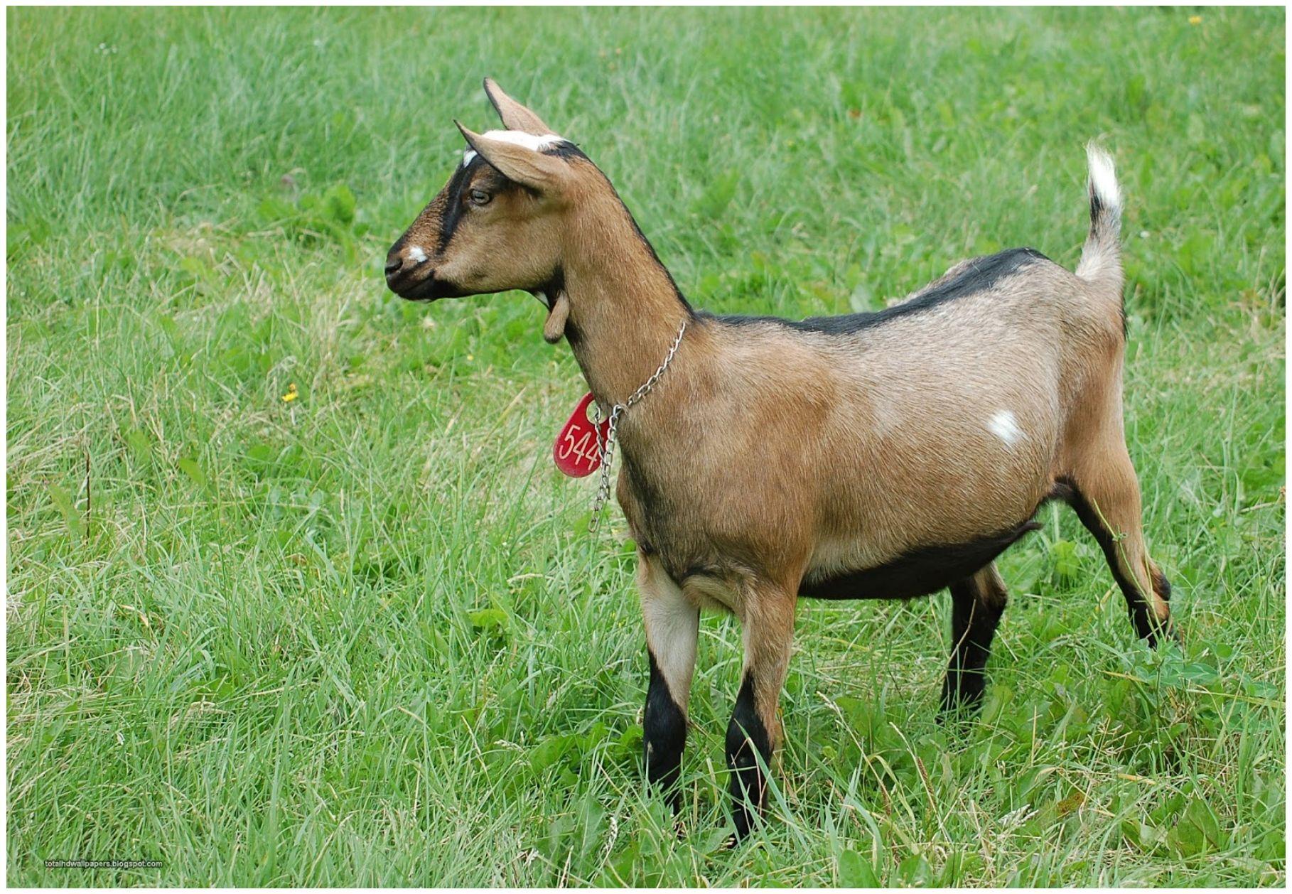 1818x1258 Baby Goat in Grass Field HD Background HD Wallpaper