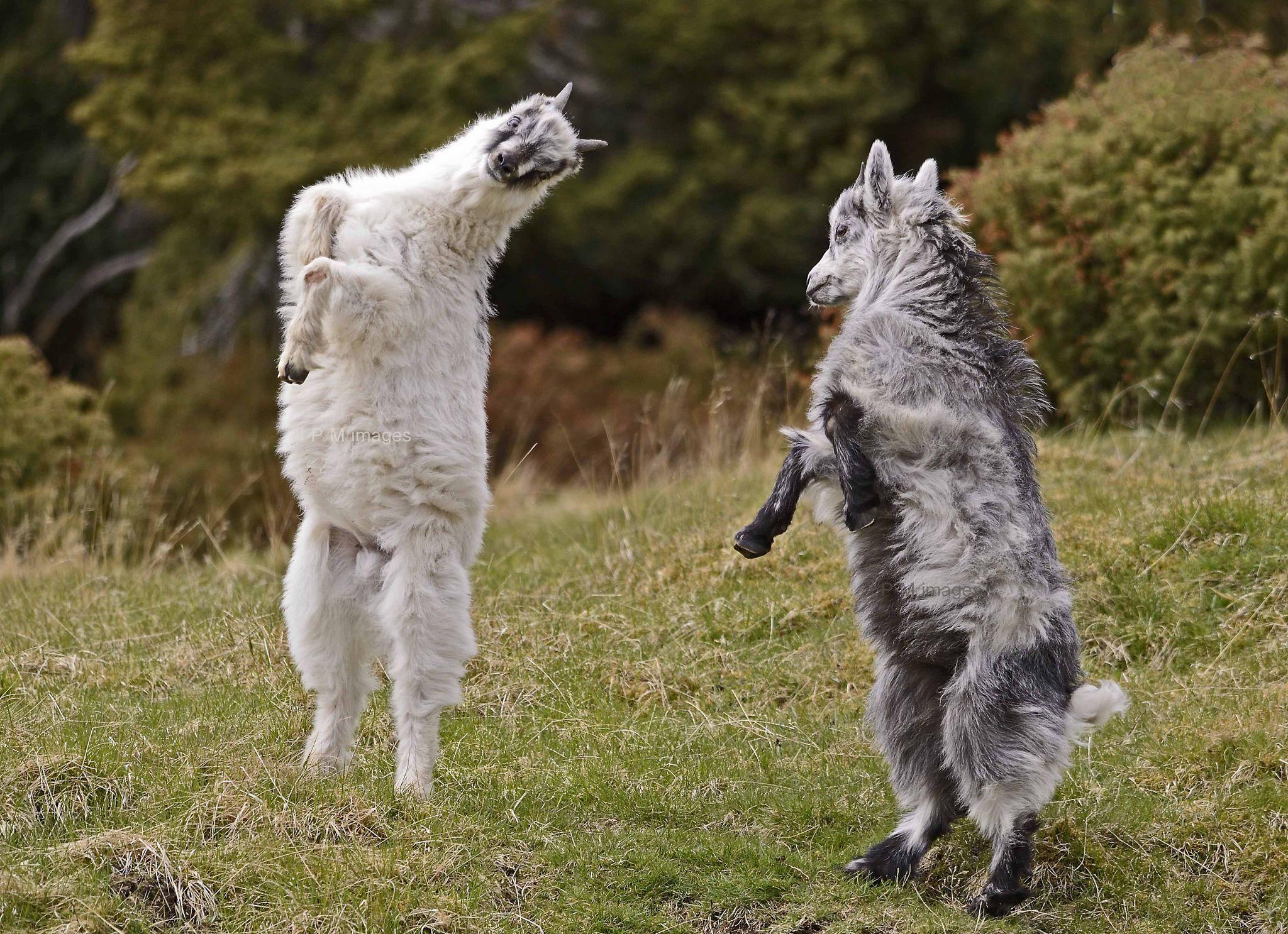 2048x1486 Cute Goats Wallpaper, Picture, Image