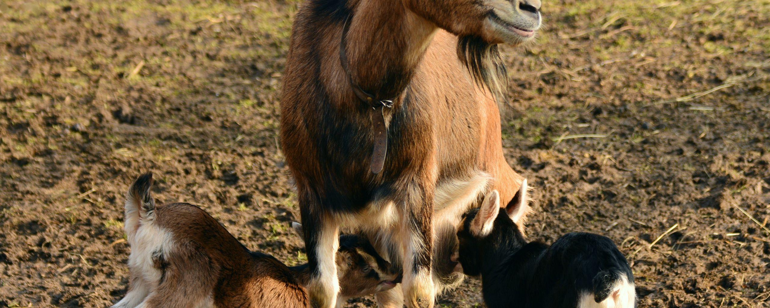 2560x1024 Desktop Wallpaper Goats, Young Goats, Animal, HD Image, Picture, Background, Khwlrm