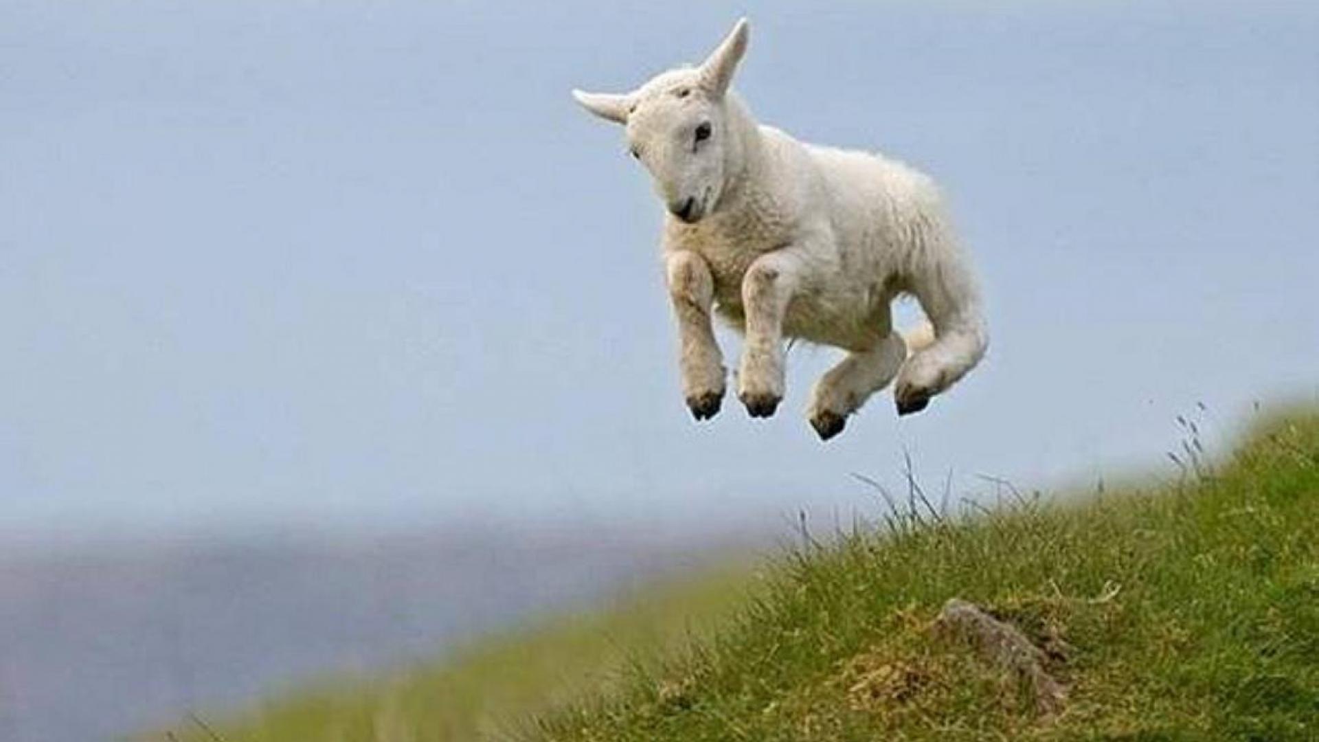 1920x1080 Lamb Desktop Wallpaper. Animals beautiful, Goats, Animal magic