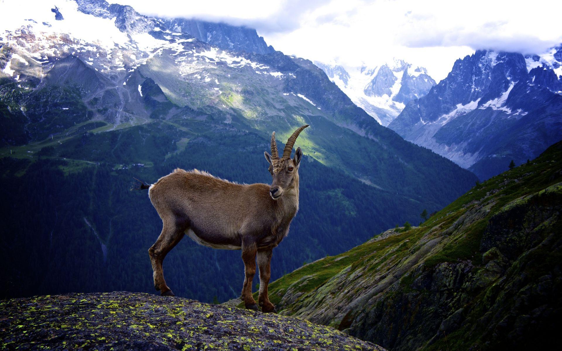 1920x1200 Goat Desktop Background. Beautiful Widescreen Desktop Wallpaper, Desktop Wallpaper and Naruto Desktop Background