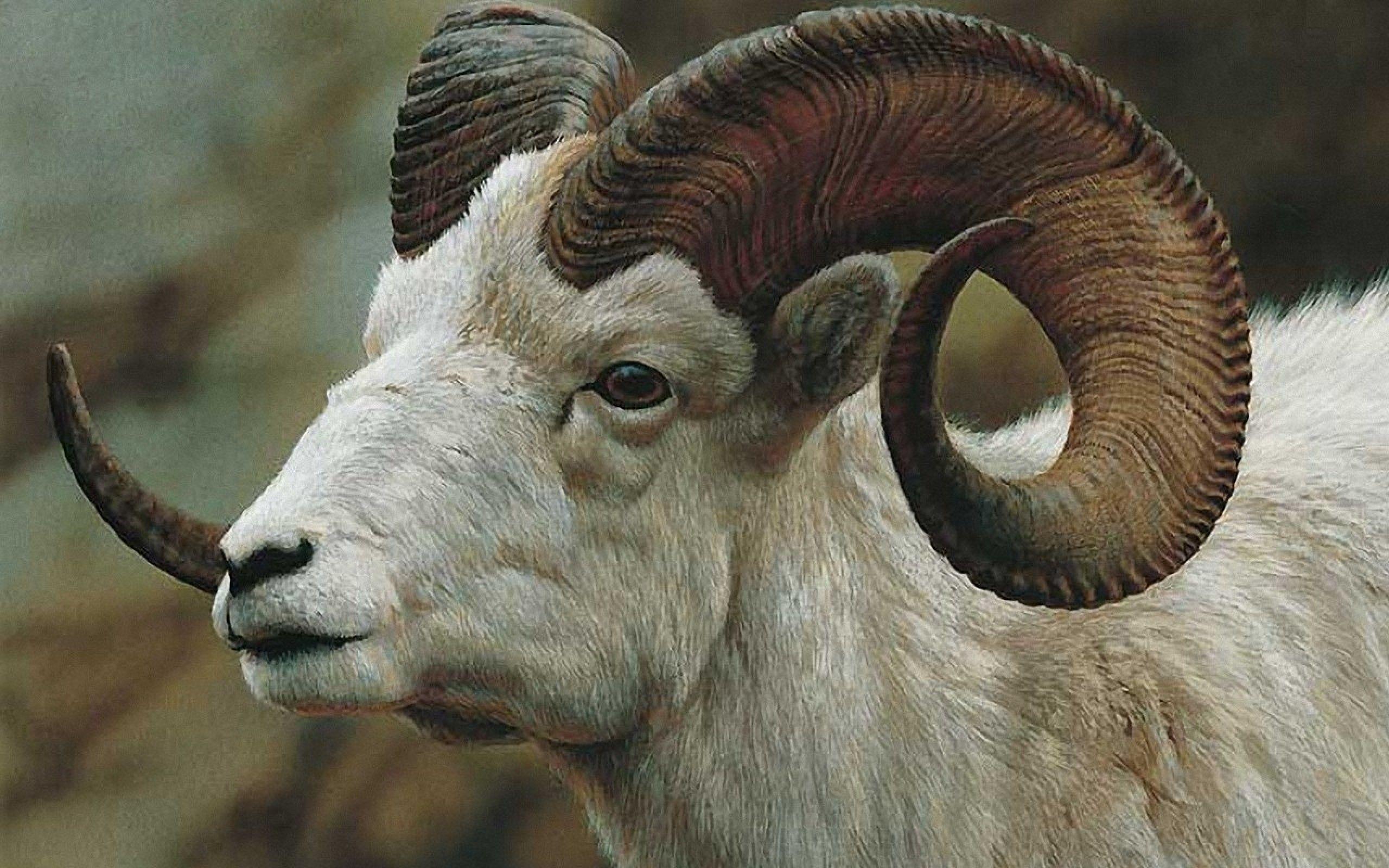 2560x1600 Goat Goat With Horns Wallpaper & Background Download