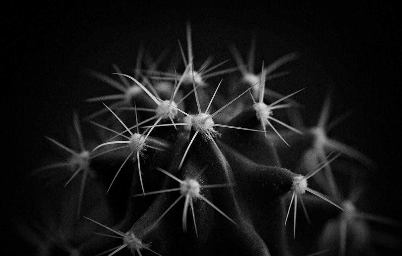 Black Cactus Wallpapers - Top Free Black Cactus Backgrounds