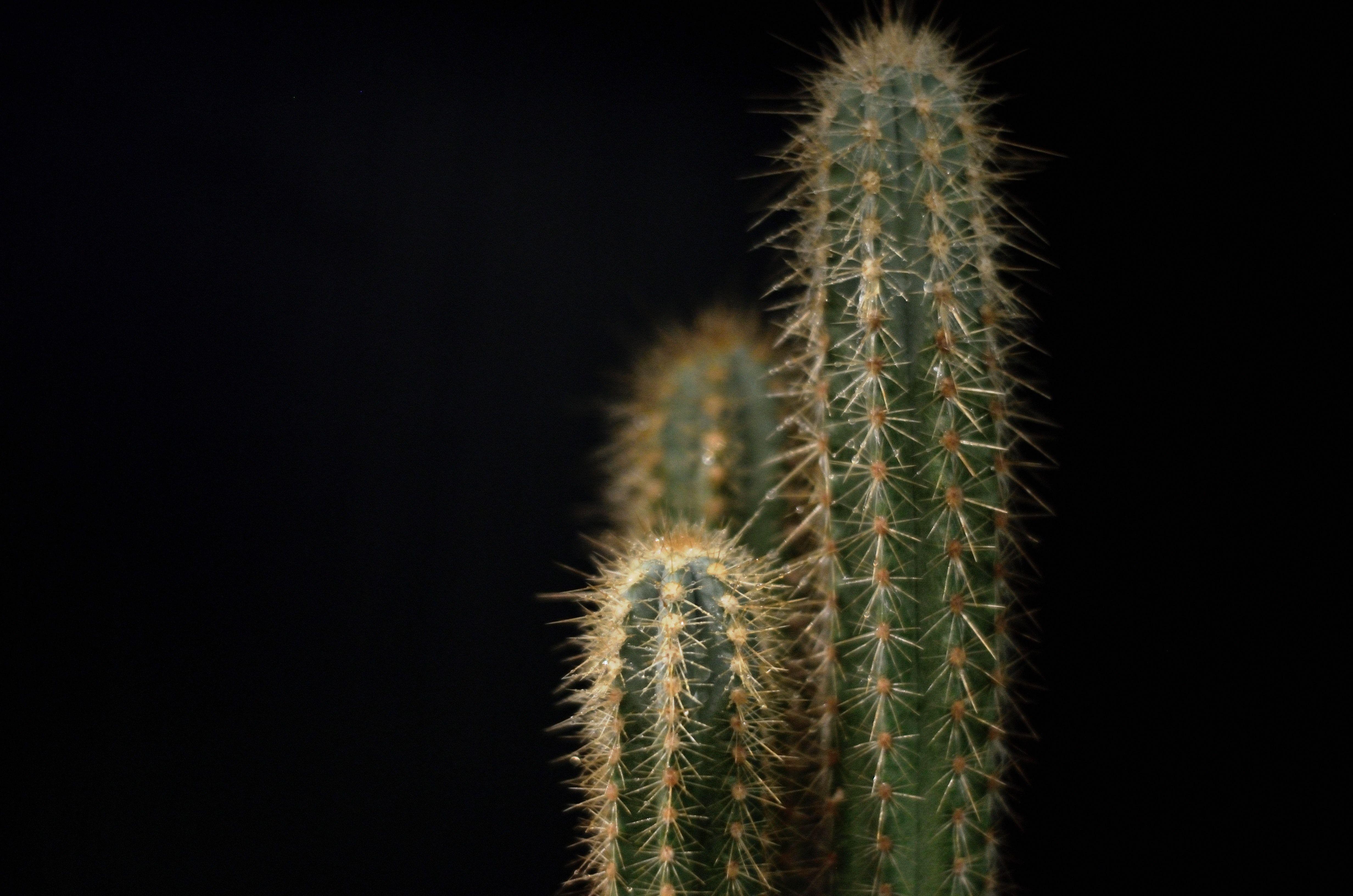 Black Cactus Wallpapers - Top Free Black Cactus Backgrounds