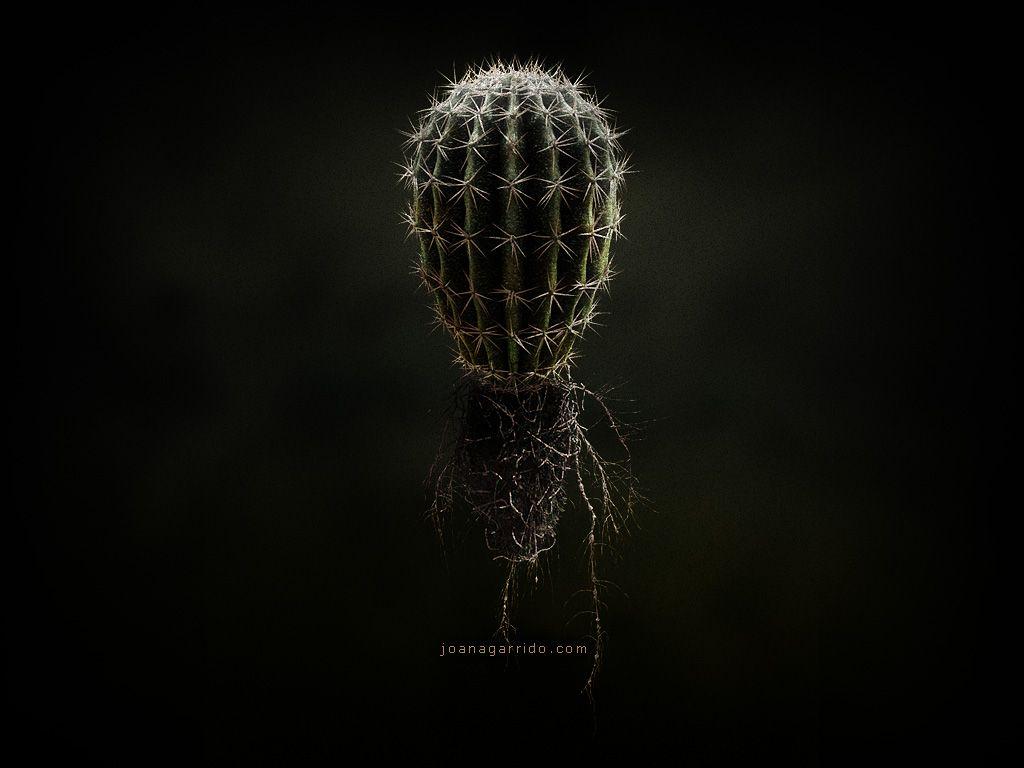 Black Cactus Wallpapers - Top Free Black Cactus Backgrounds