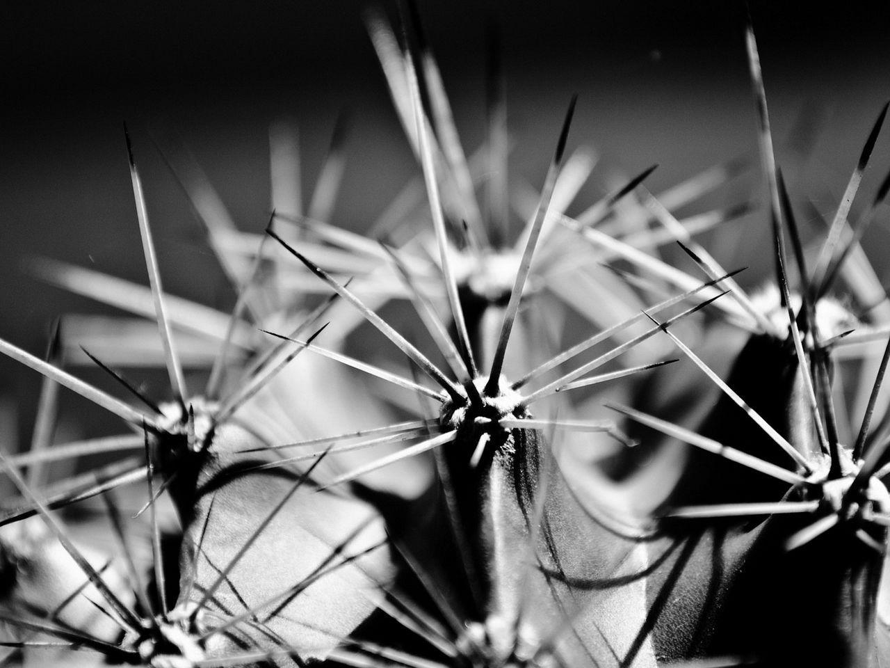 White Cactus Wallpapers - Top Free White Cactus Backgrounds