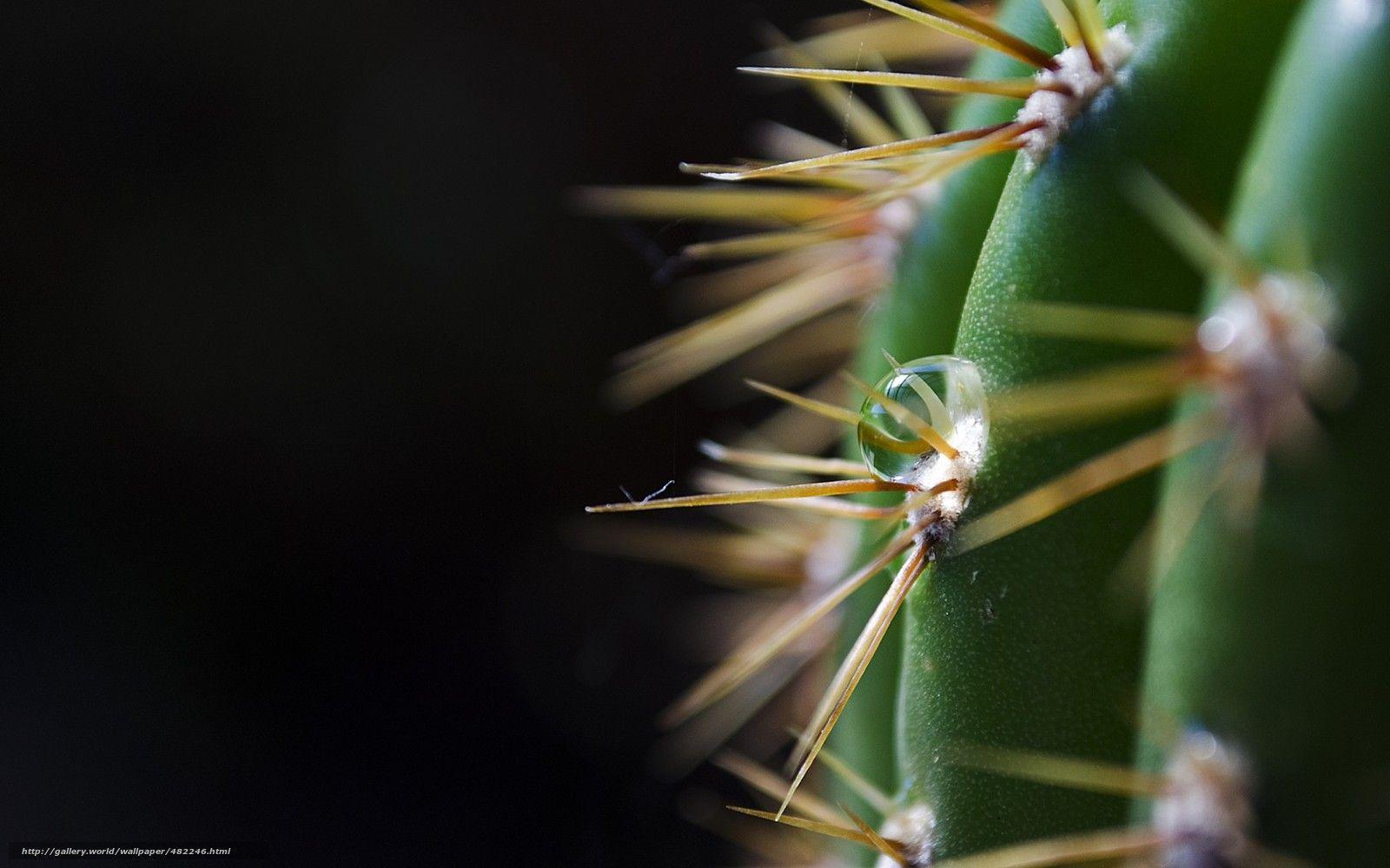 Black Cactus Wallpapers - Top Free Black Cactus Backgrounds