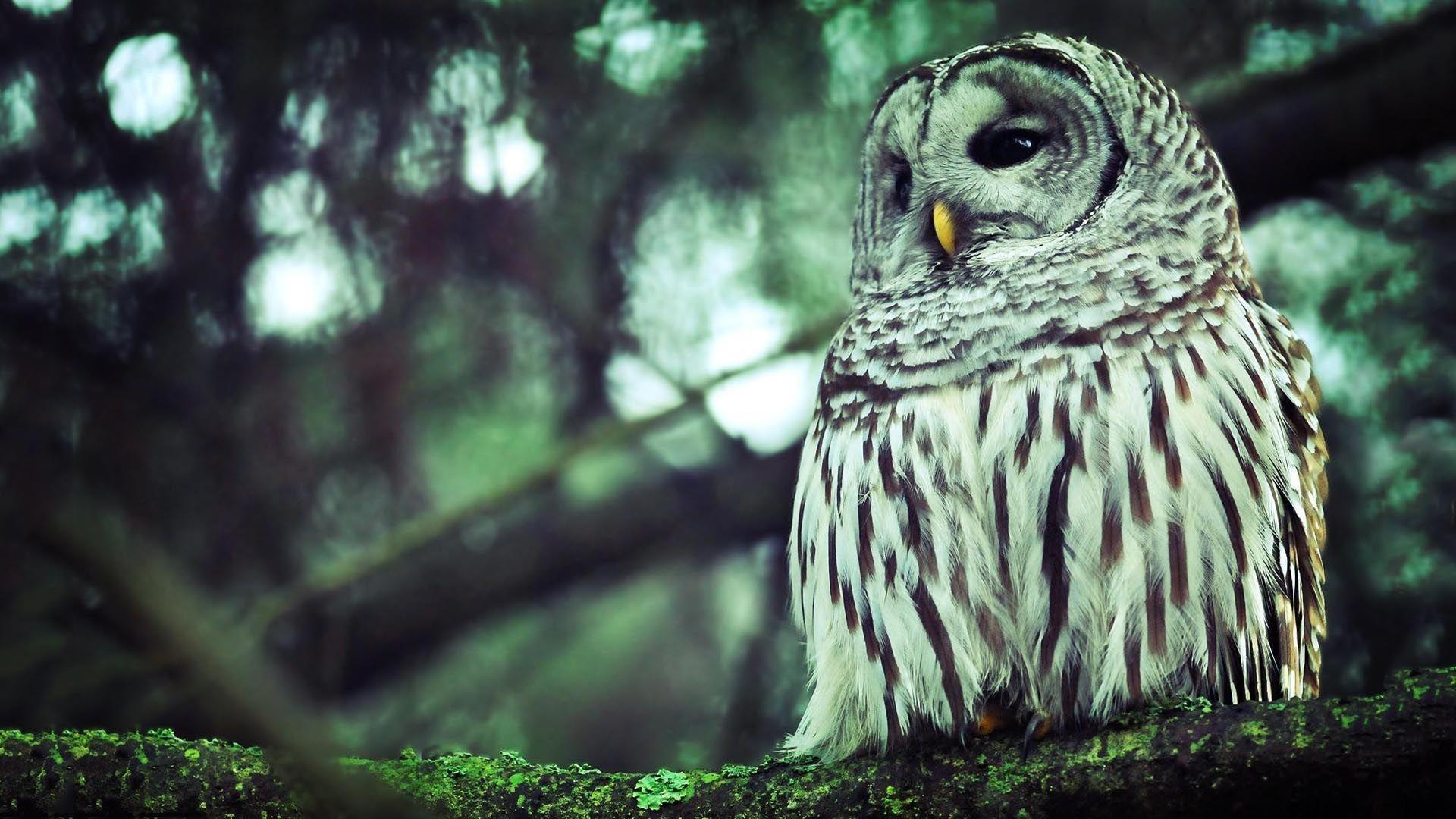 1920x1080 Owl Desktop Wallpaper 5908 1920x1080px