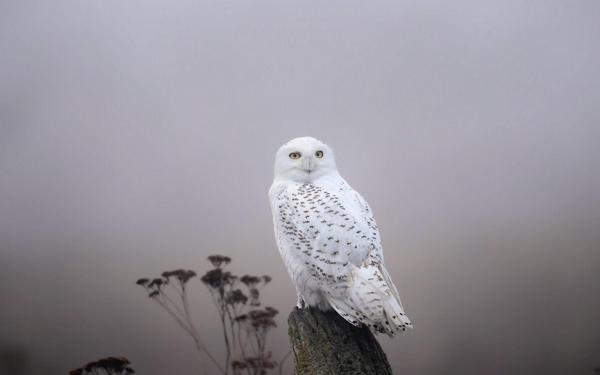 1920x1200 Owl Wallpaper for Computer