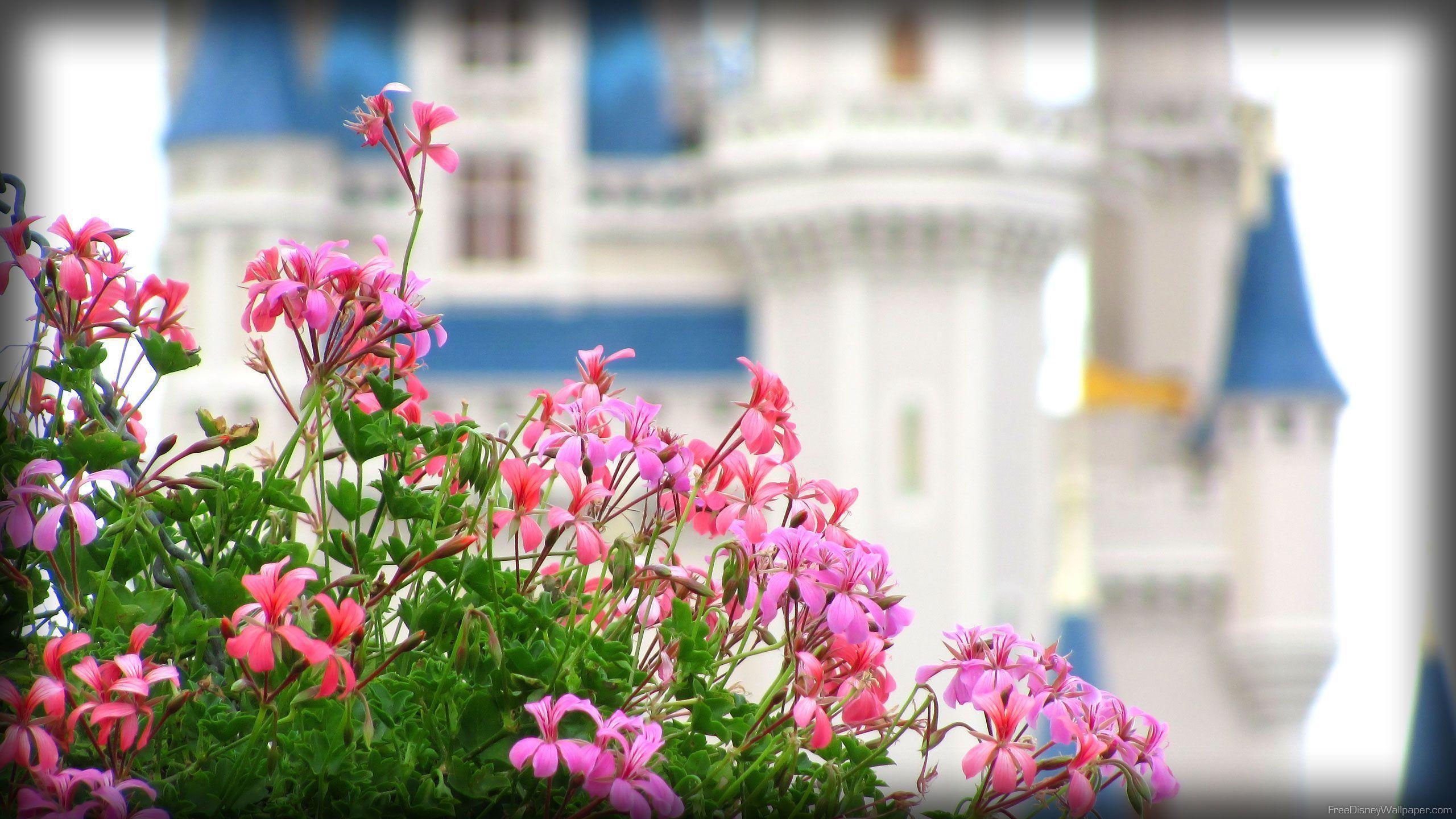 Disney Spring Desktop Wallpapers Top Free Disney Spring Desktop