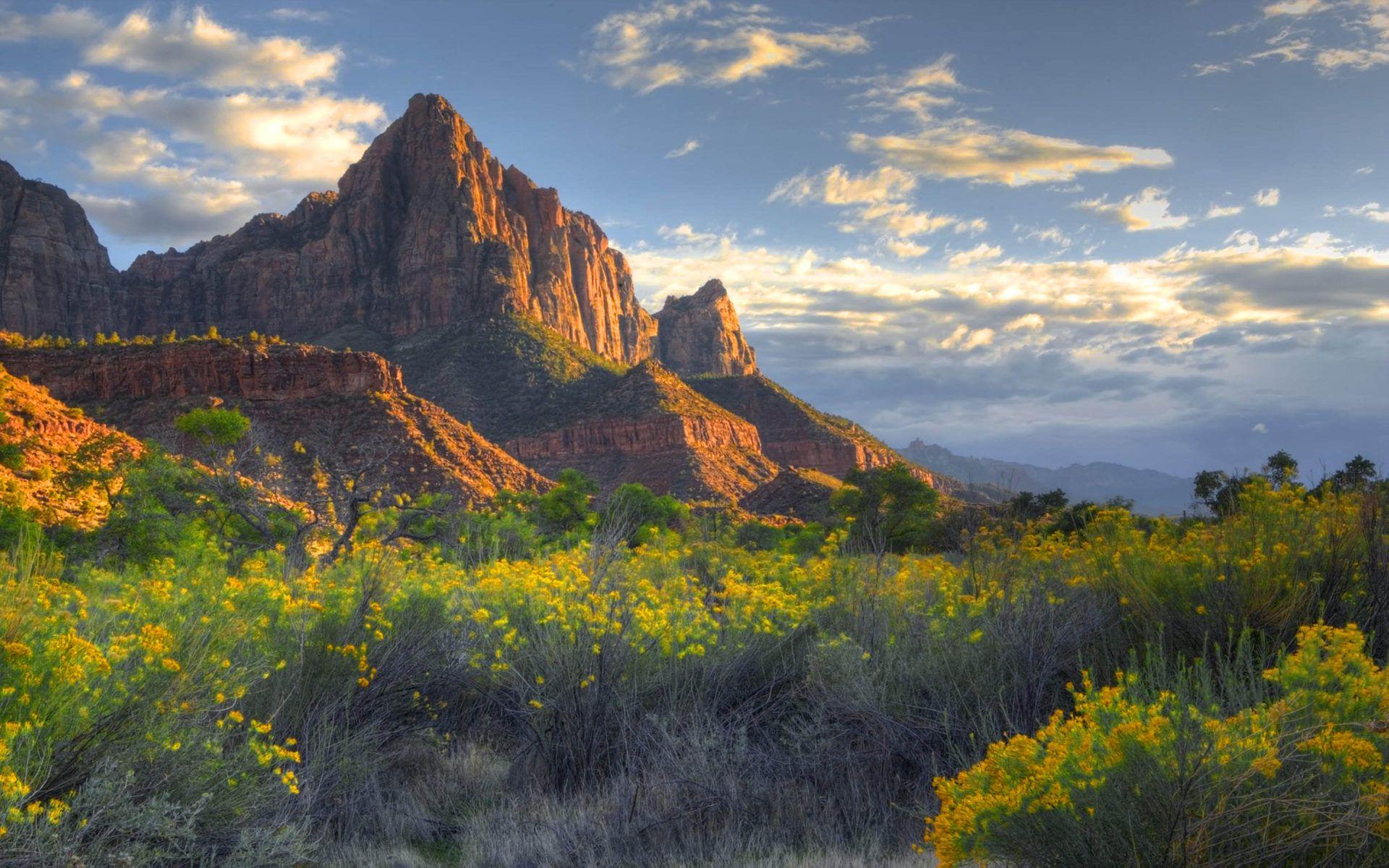1920x1200 Watchman Trail Wildflowers In Zion National Park Utah United States Природа Landscape Photo 4k Ultra HD Wallpaper For High Resolution Computer And Laptop :