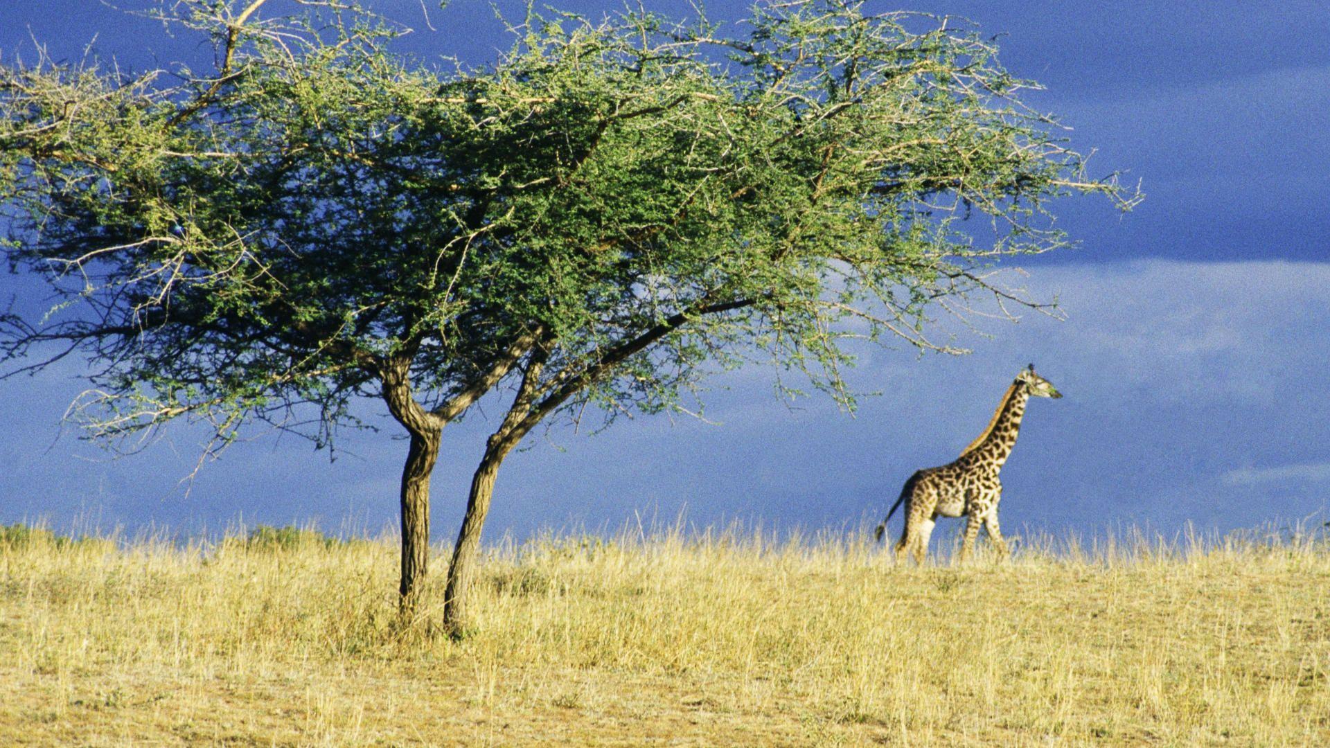 1920x1080 Serengeti Wallpaper, National Park Serengeti Wallpaper