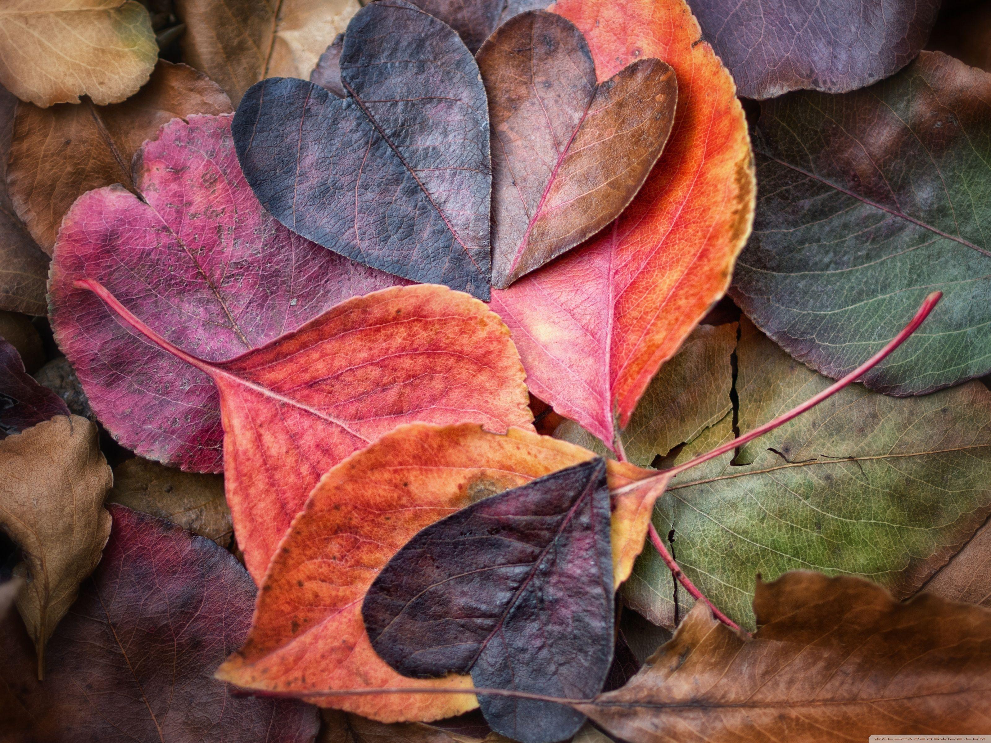 3200x2400 Fall In Love HD Desktop Wallpaper Widescreen High Definition In Love HD Wallpaper