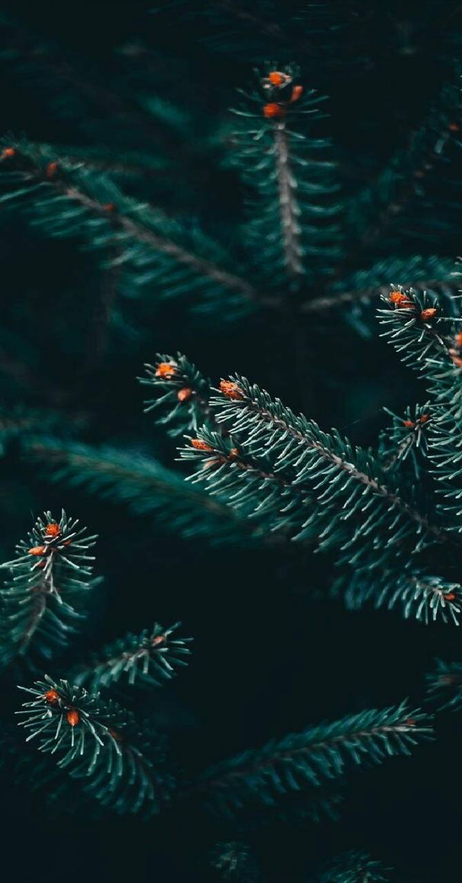 670x1280 winter pine tree wallpaper