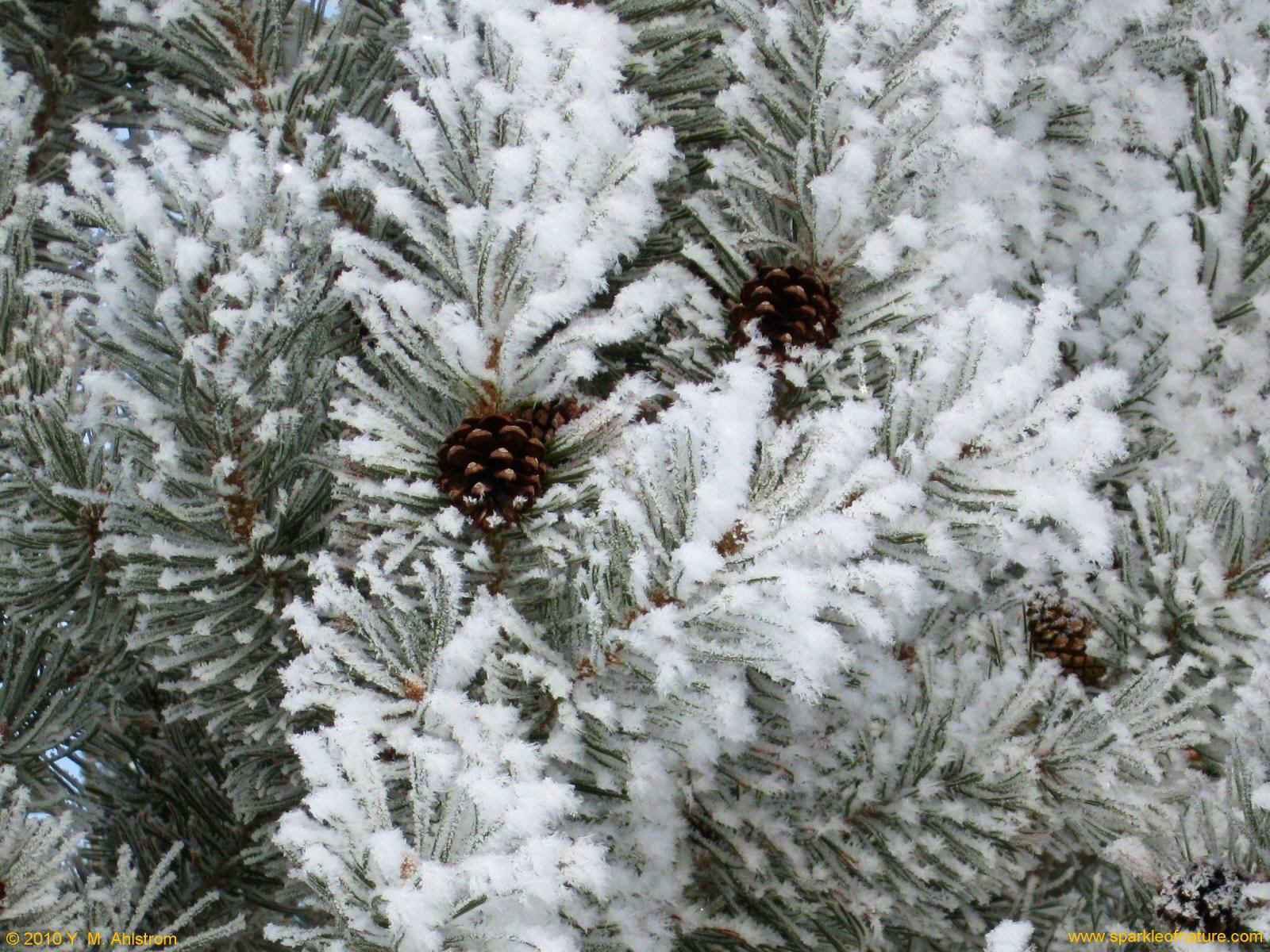 1600x1200 Free Desktop Wallpaper & Holidays