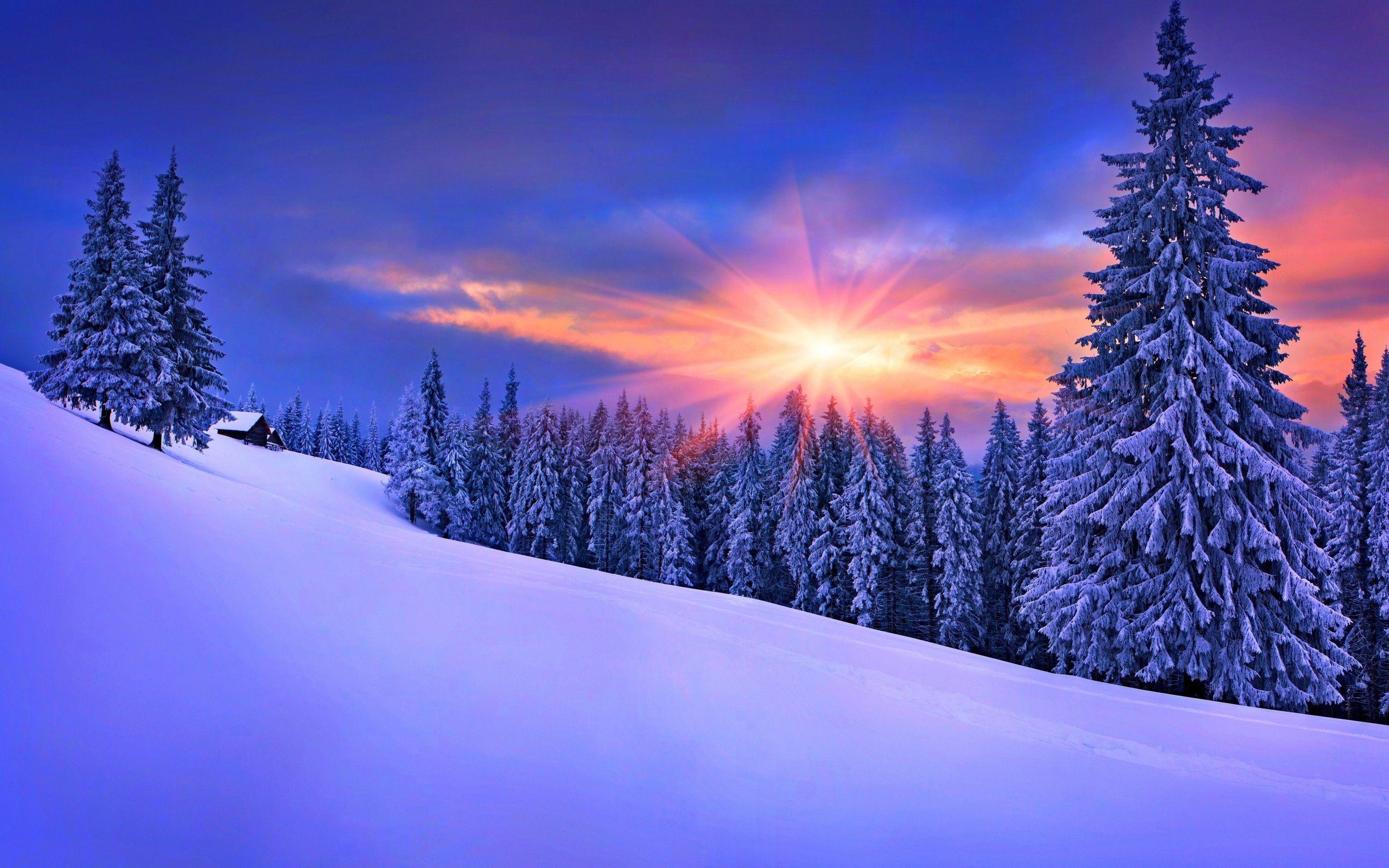 2560x1600 #winter, #landscape, #snow, #pine trees, #forest, wallpaper. Mocah.org HD Desktop Wallpaper