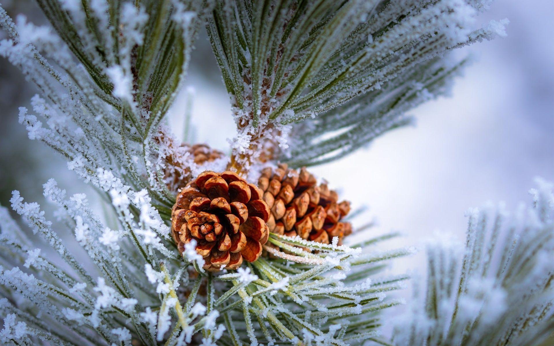 1920x1200 Pine Tree, Twigs, Frost, Winter 640x1136 IPhone 5 5S 5C SE Wallpaper, Background, Picture, Image