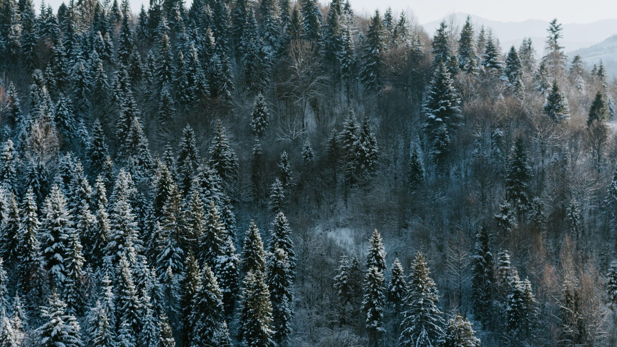 Pine Tree Forest Wallpapers - Top Free Pine Tree Forest Backgrounds ...