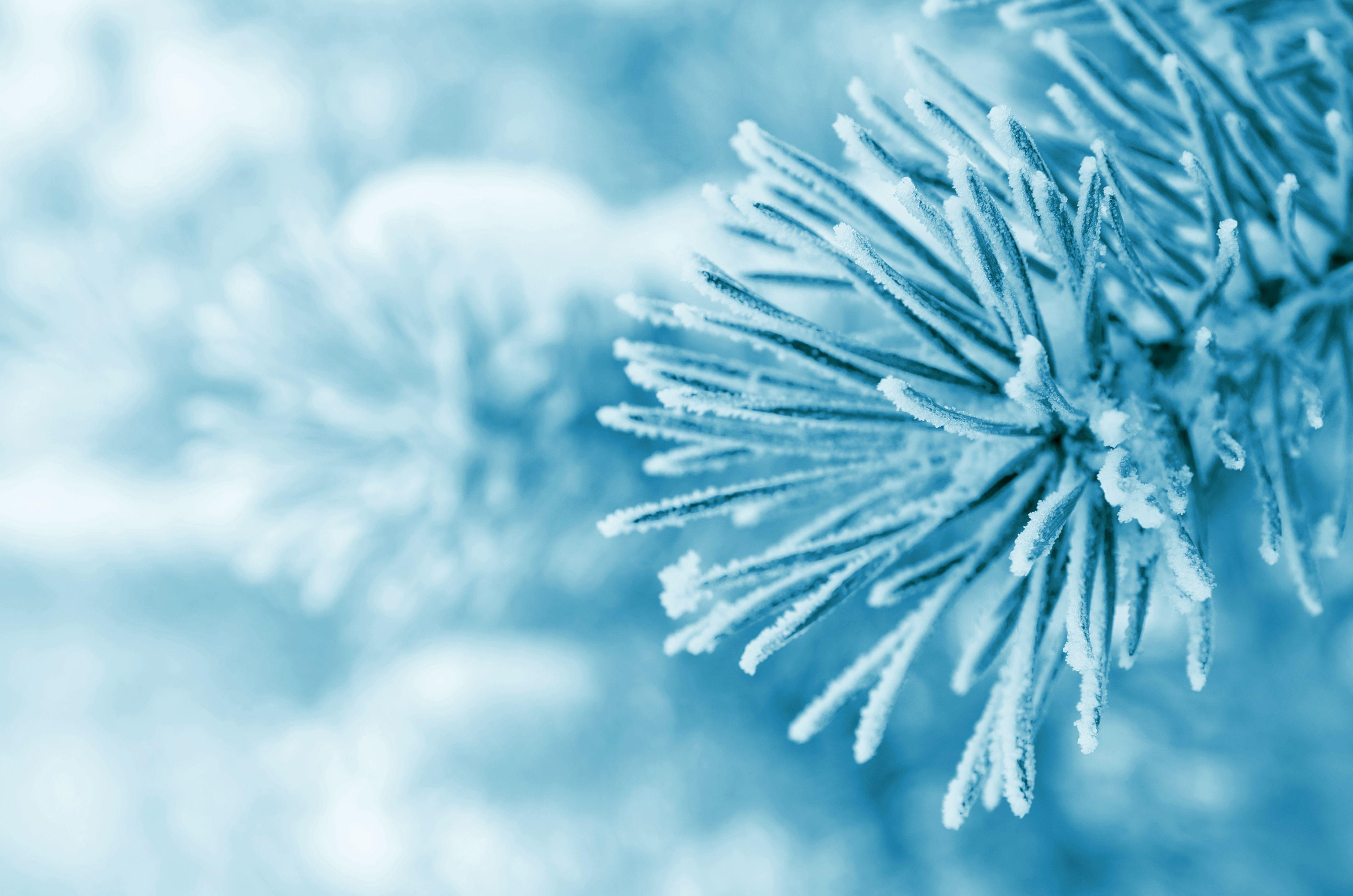 4177x2767 Wallpaper Winter, Pine trees, Frost, 4K, Nature,. Wallpaper for iPhone, Android, Mobile and Desktop