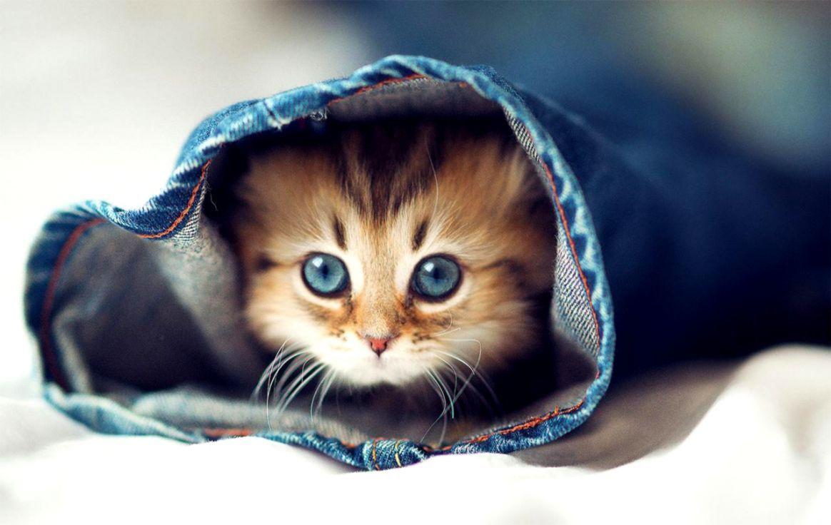 1164x736 Cute Baby Animal Wallpaper