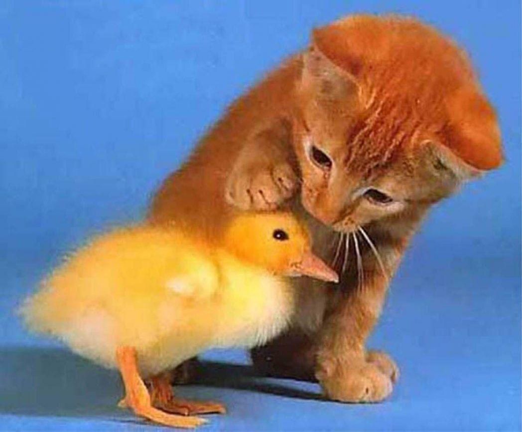 1048x866 Cute Baby Animal Wallpaper Animals
