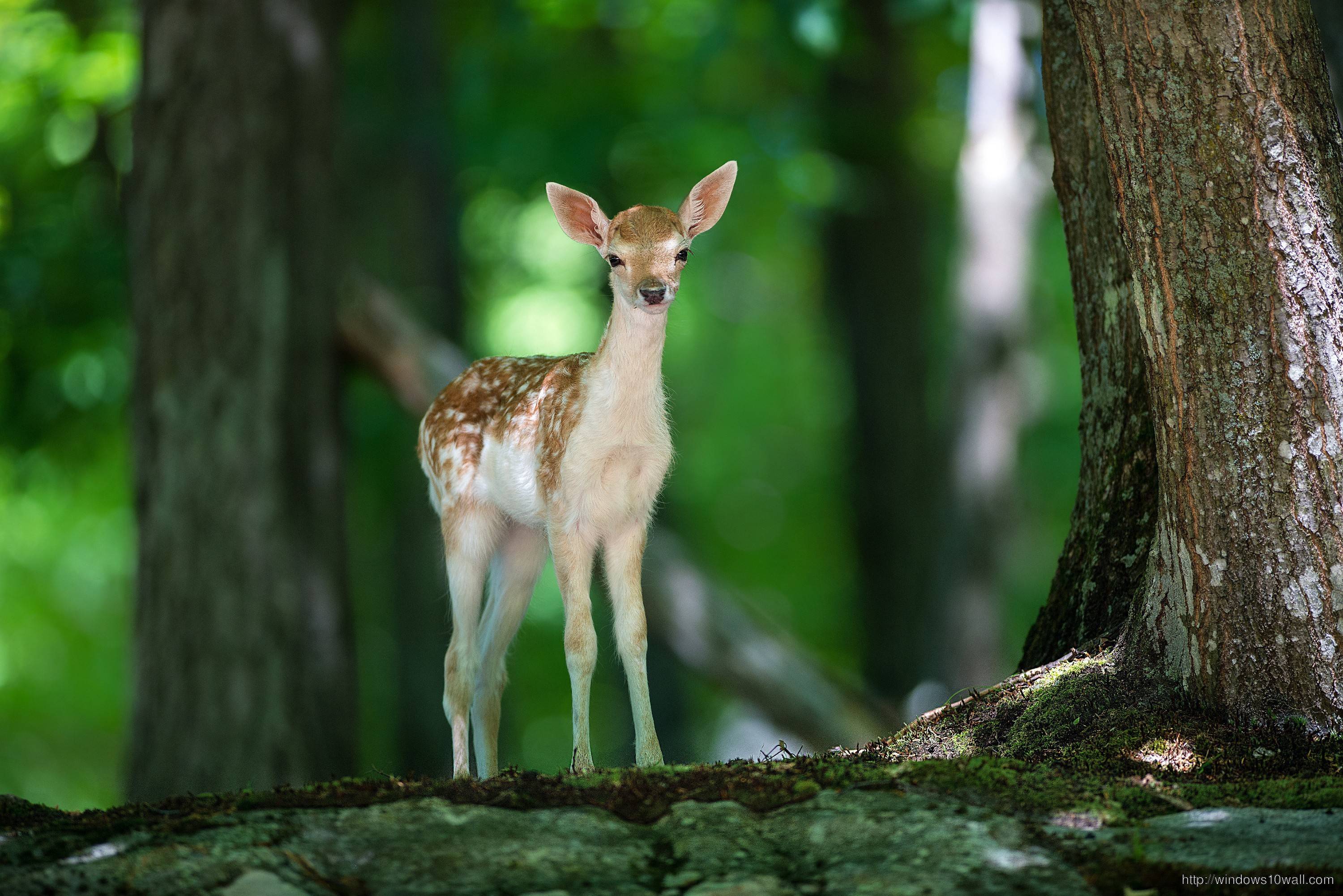 3000x2002 Deer Baby Animals Wallpaper