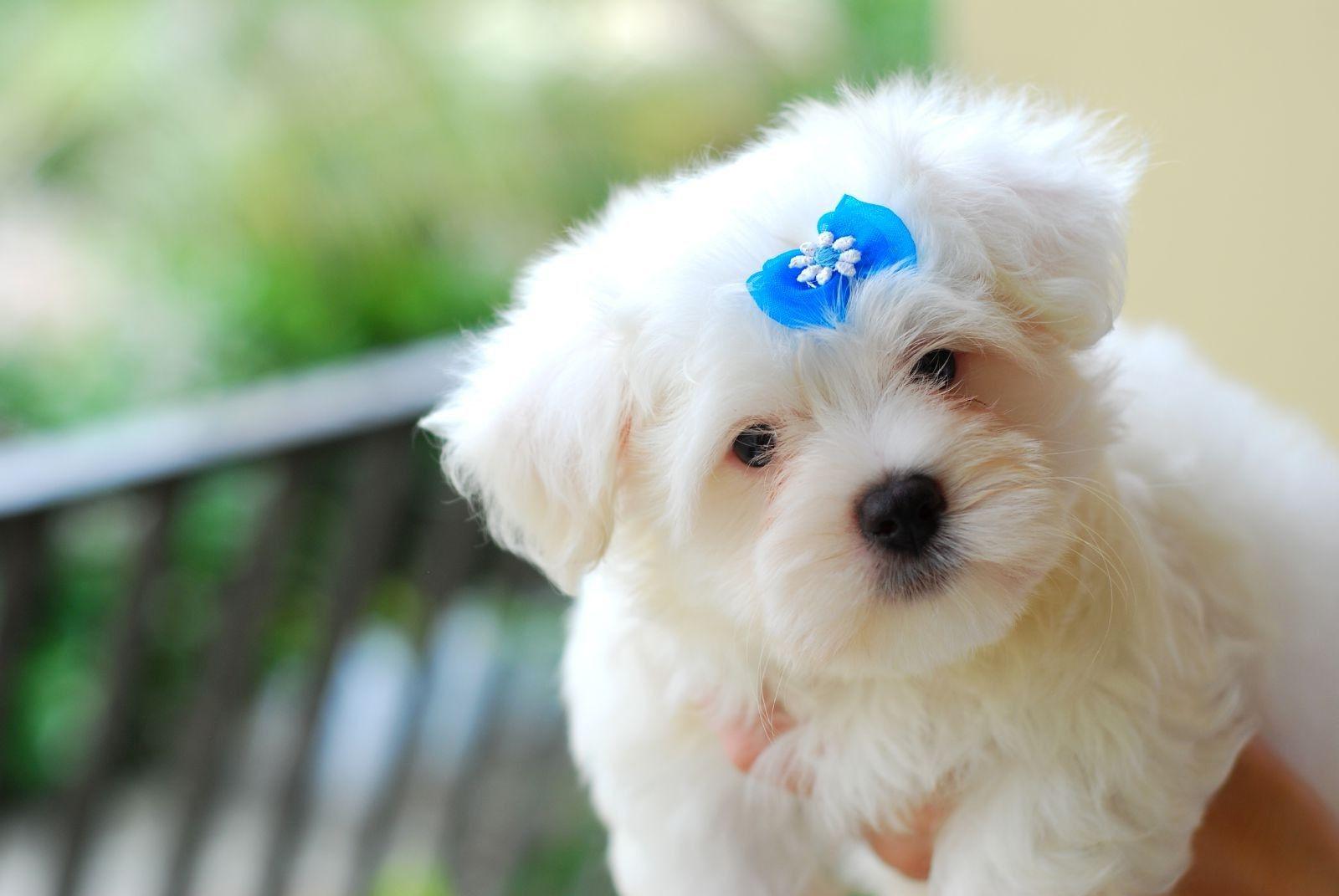 1600x1071 Cute Baby Animals Wallpaper Free Download Love HD Wallpaper Baby Animals Free Download HD Wallpaper