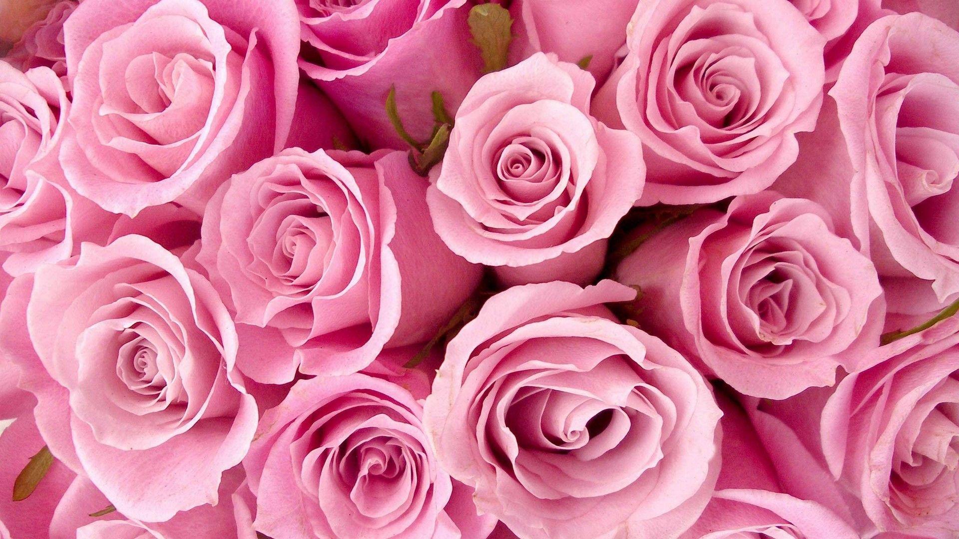 1920x1080 Rose Pink Flower Wallpaper HD Cute Wallpaper