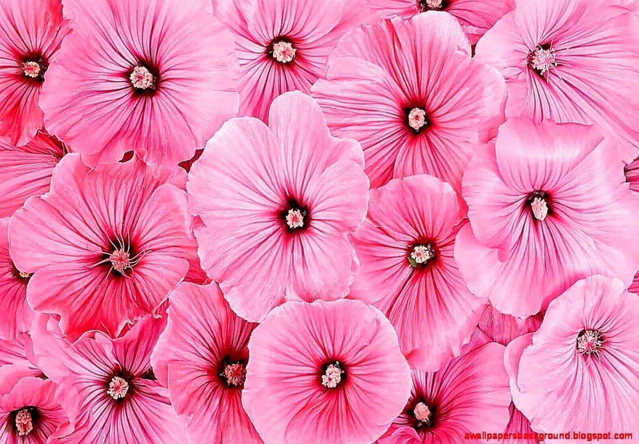 1280x890 Free download Pink Flower Wallpaper For Walls Wallpaper Background [1280x890] for your Desktop, Mobile & Tablet. Explore Red Temporary Wallpaper. Black Temporary Wallpaper, Gold Temporary Wallpaper, Black Removable Wallpaper