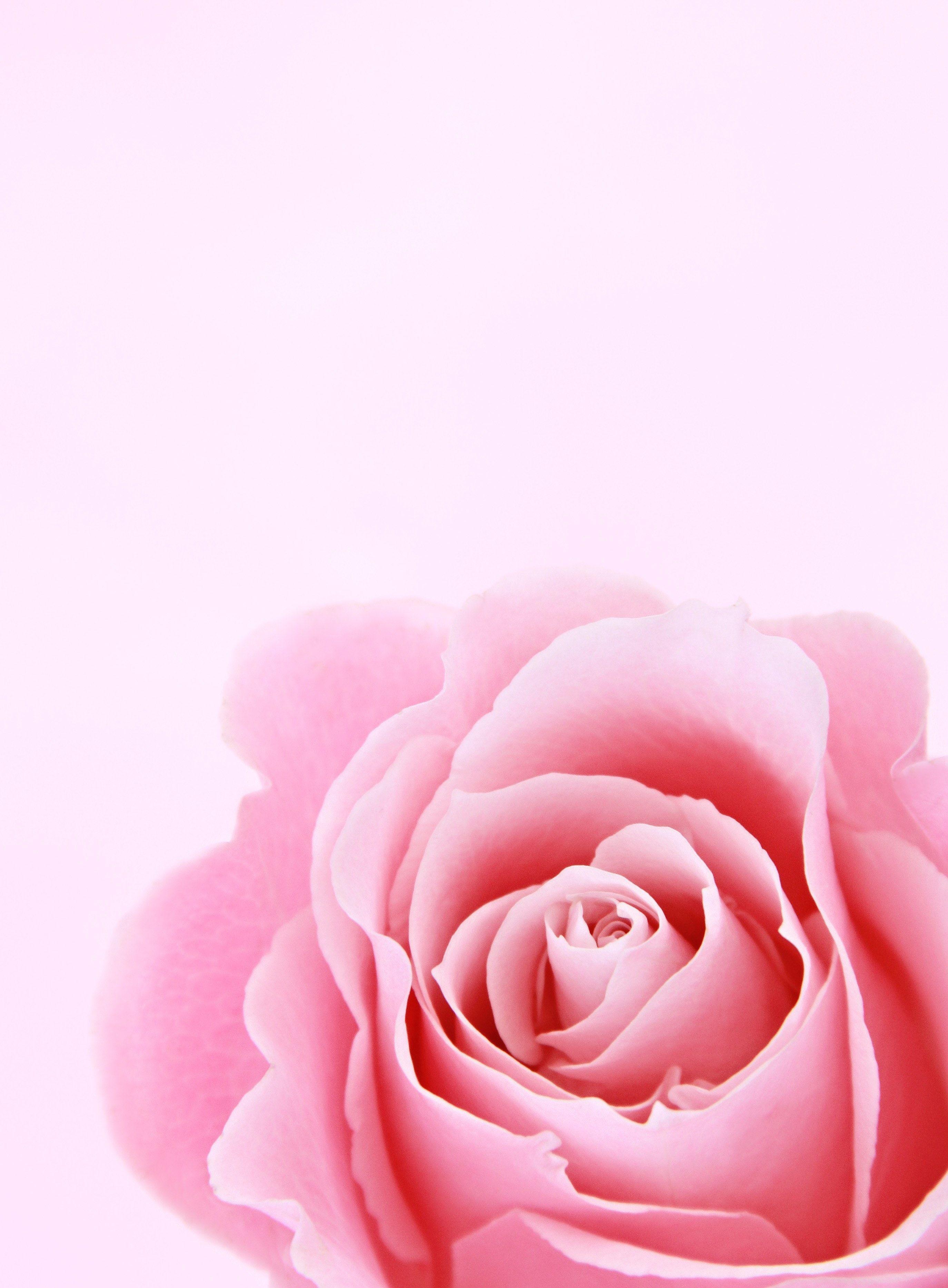 2748x3732 Light Pink Rose Flower Wallpaper