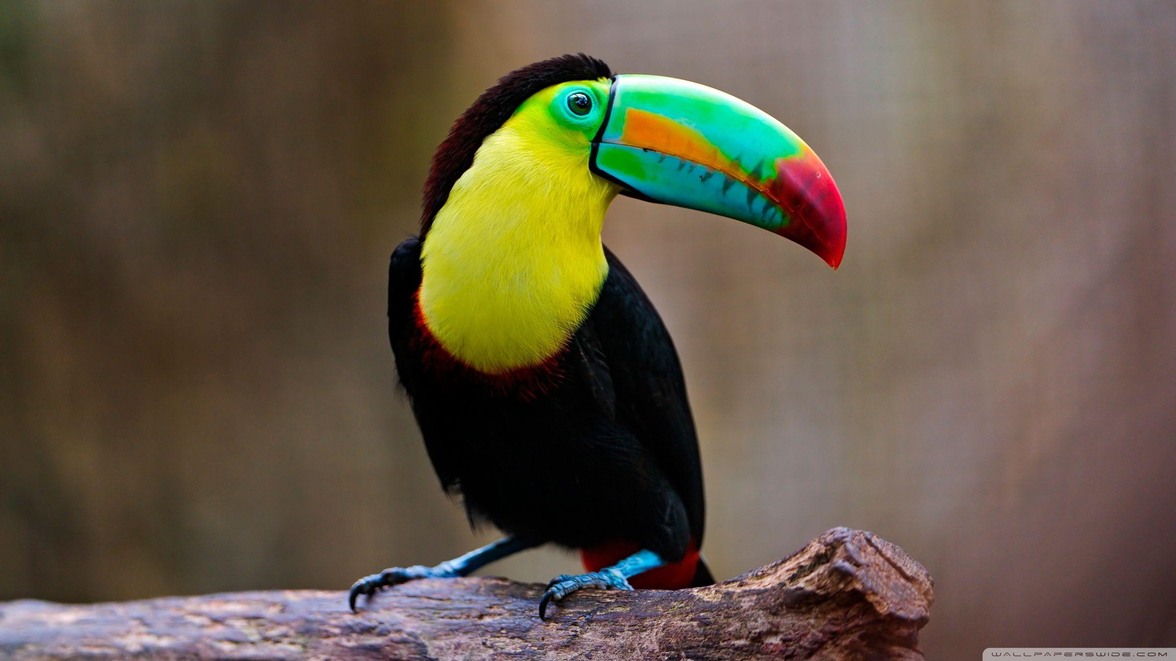 2400x1350 Toucan Ultra HD Desktop Background Wallpaper for 4K UHD TV : Multi Display, Dual Monitor : Tablet