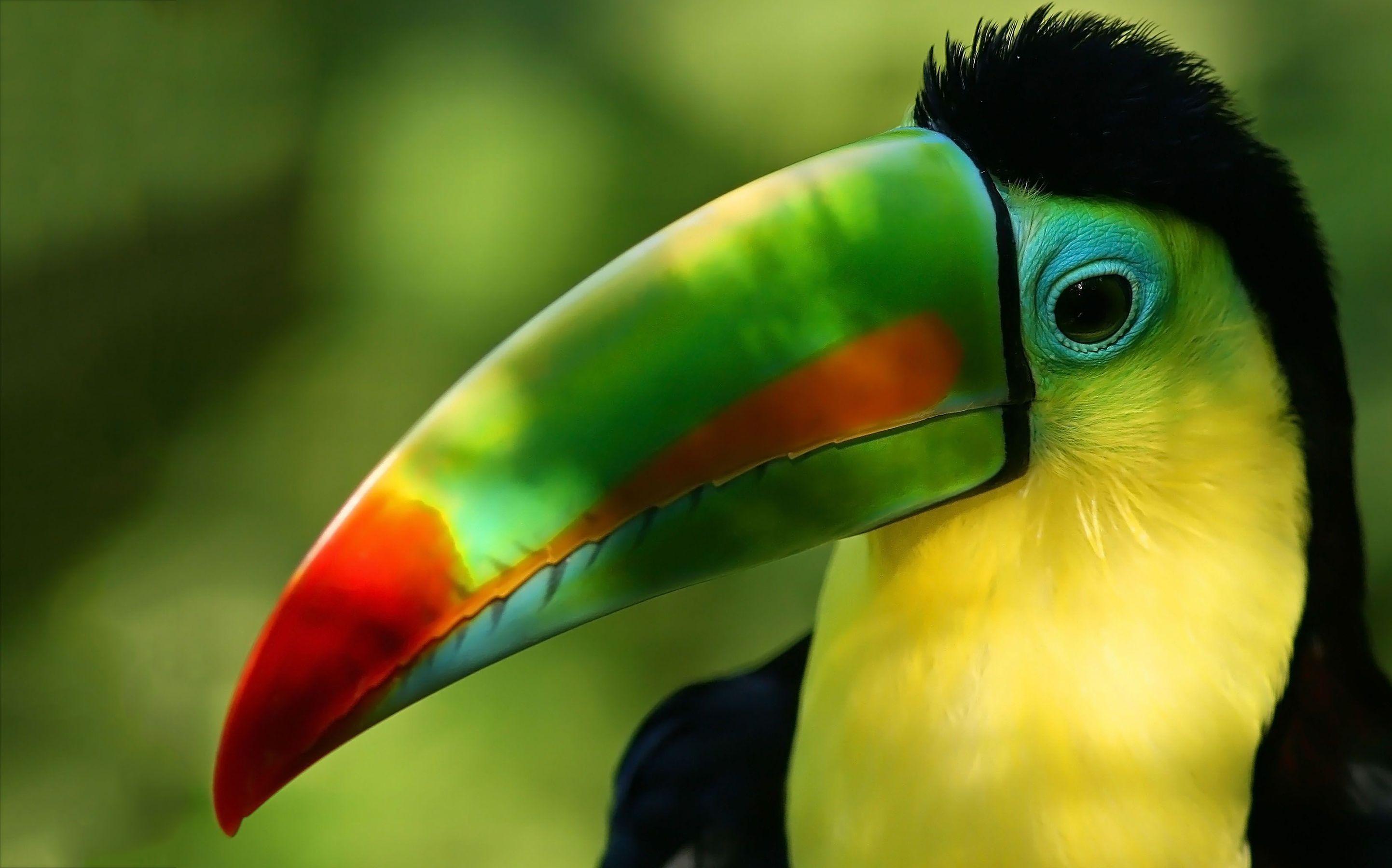 2885x1800 Toucan Wallpaper
