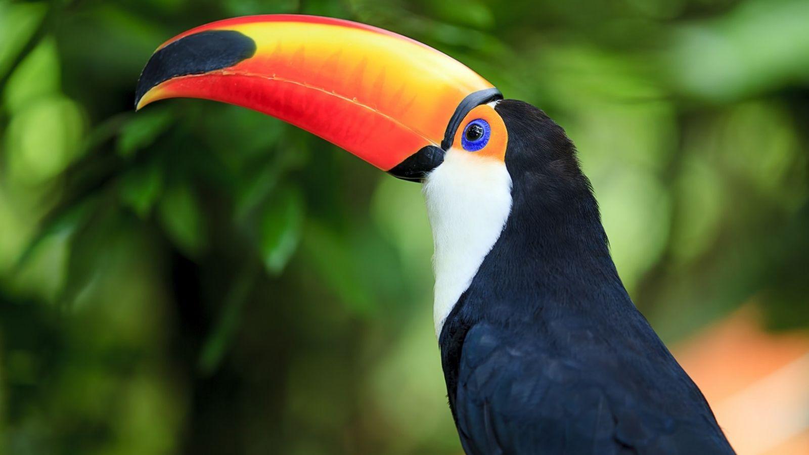 Toucan Desktop Wallpapers - Top Free Toucan Desktop Backgrounds ...