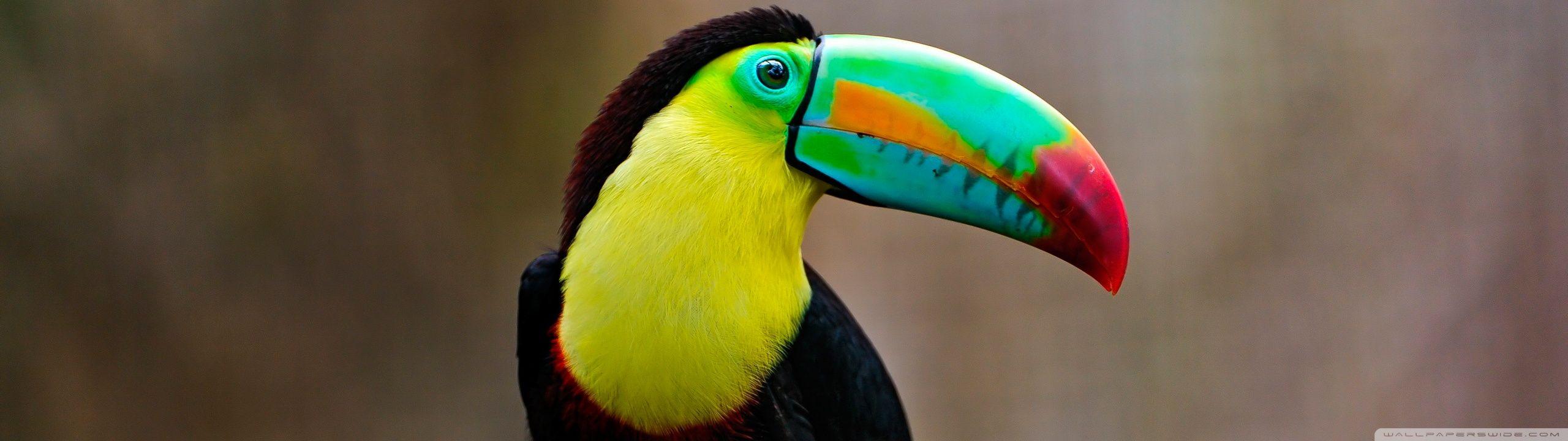2560x720 Toucan Ultra HD Desktop Background Wallpaper for 4K UHD TV : Multi Display, Dual Monitor : Tablet